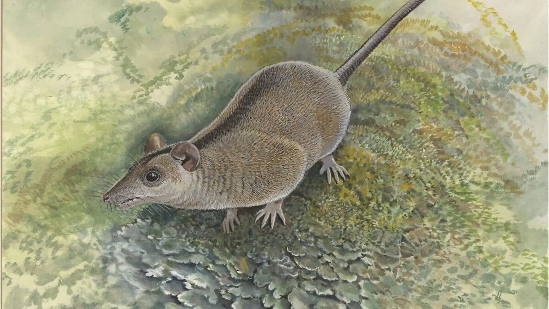 Forgotten For 55 Million Years The Ancient Marsupial That Didnt Fit Anywhere On The Family Tree Scaled