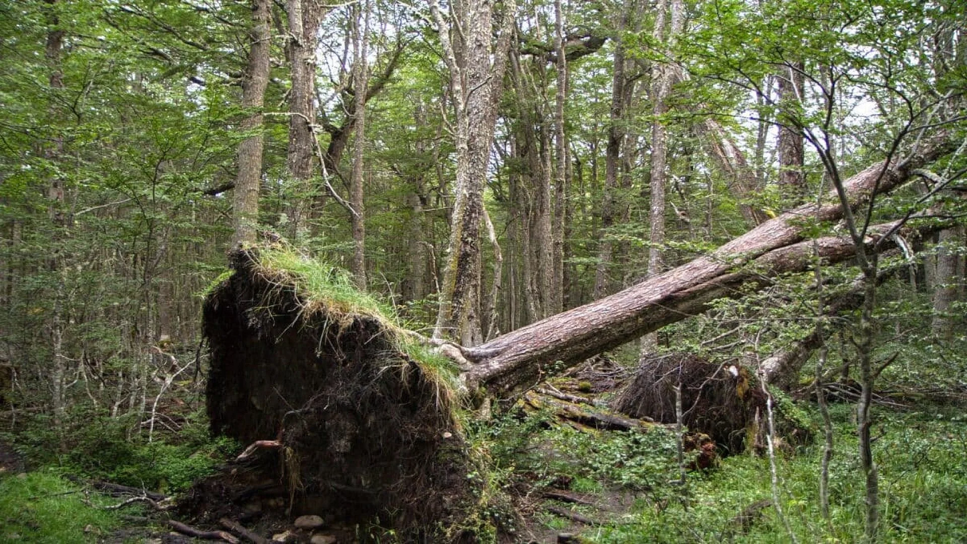 Under A Fallen Tree In A Norwegian Forest Hiker Discovers Year Old Gold Sword Scabbard Scaled