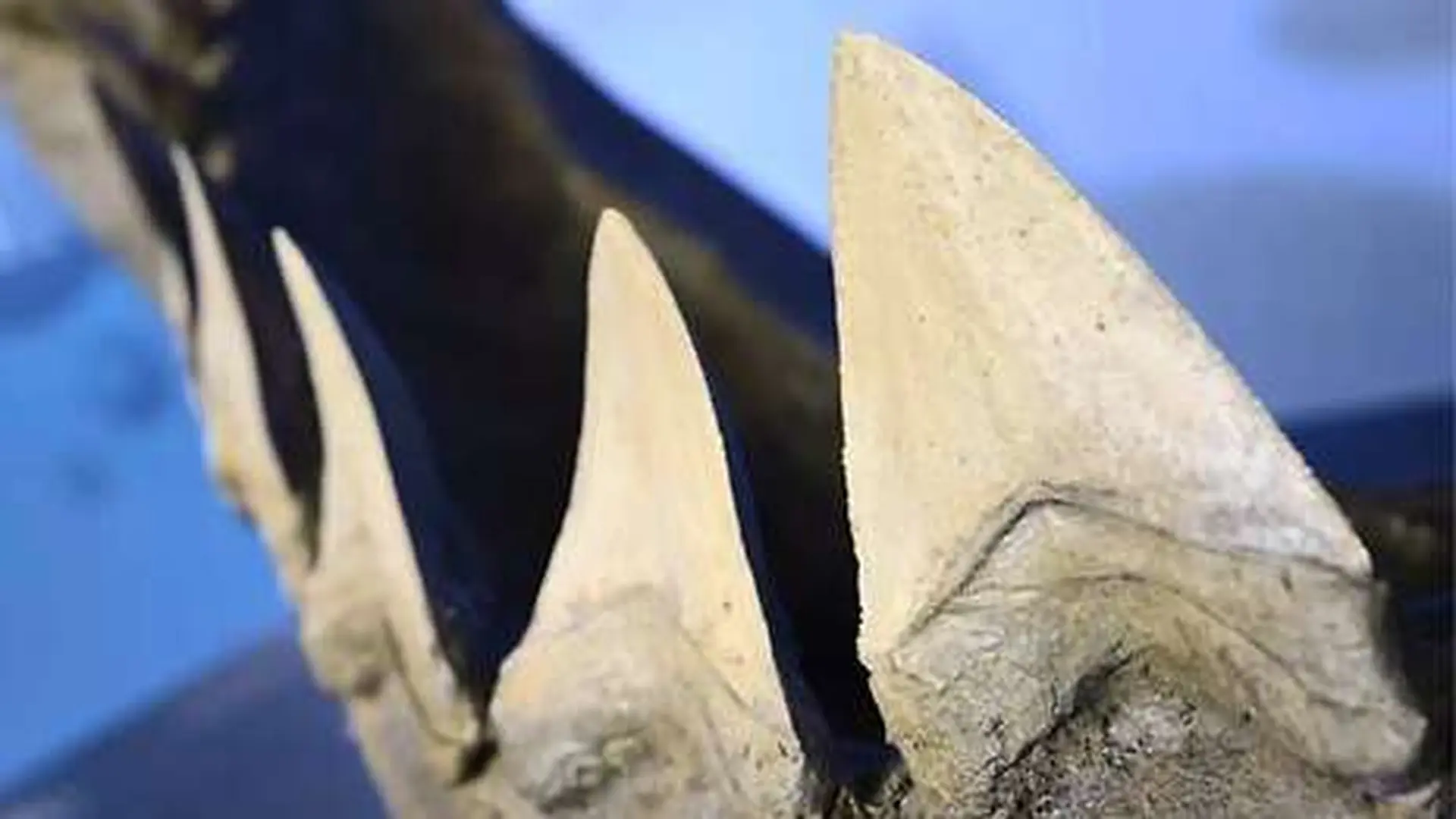 Blackened Shark Teeth Reveal An Eerie Process Unfolding Over Millions Of Years Scaled