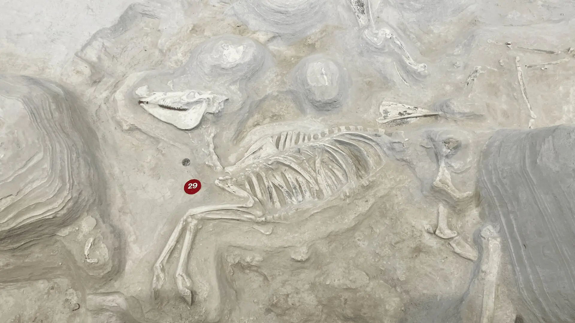 Fossil Study Shows Horses Originated In America And Passed Through China To Europe Scaled