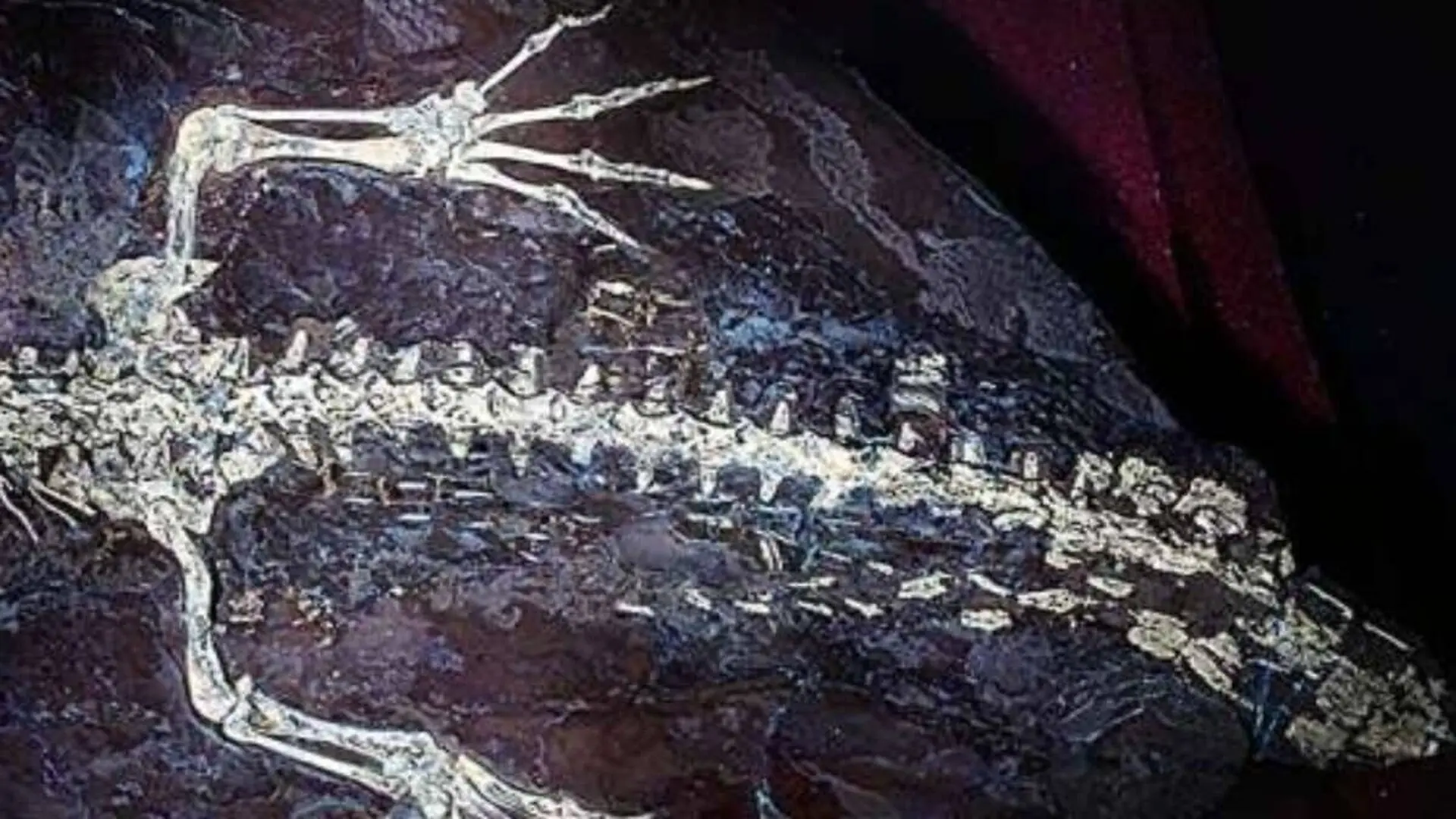 Hidden Under Rock For 125 Million Years This Crocodiles Skin Was So Well Preserved That Scientists Can Still Study Its Details Scaled