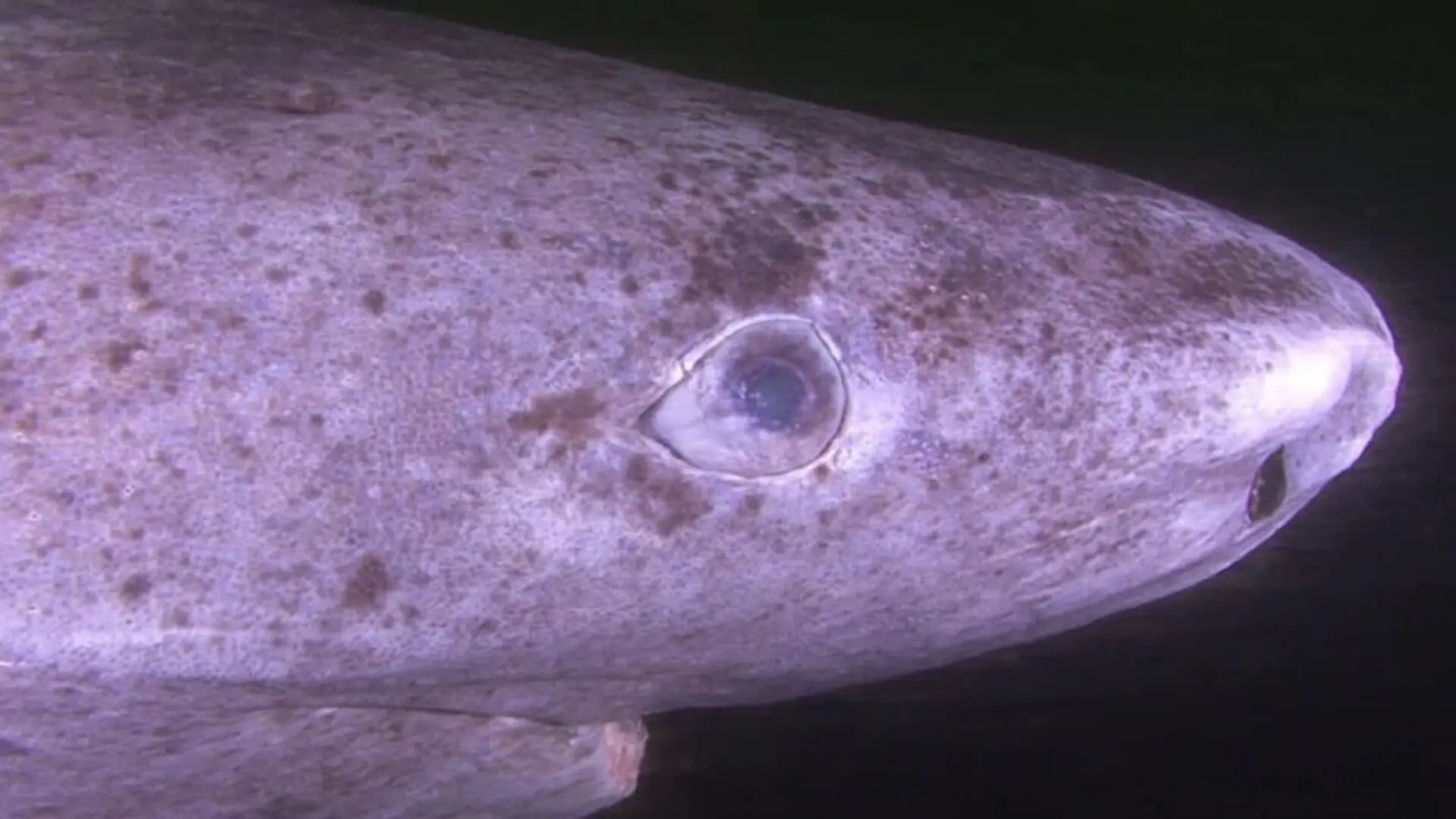 This Shark Can Outlive Humans By Centuries Yet Its Eyes Remain Remarkably Preserved Scaled