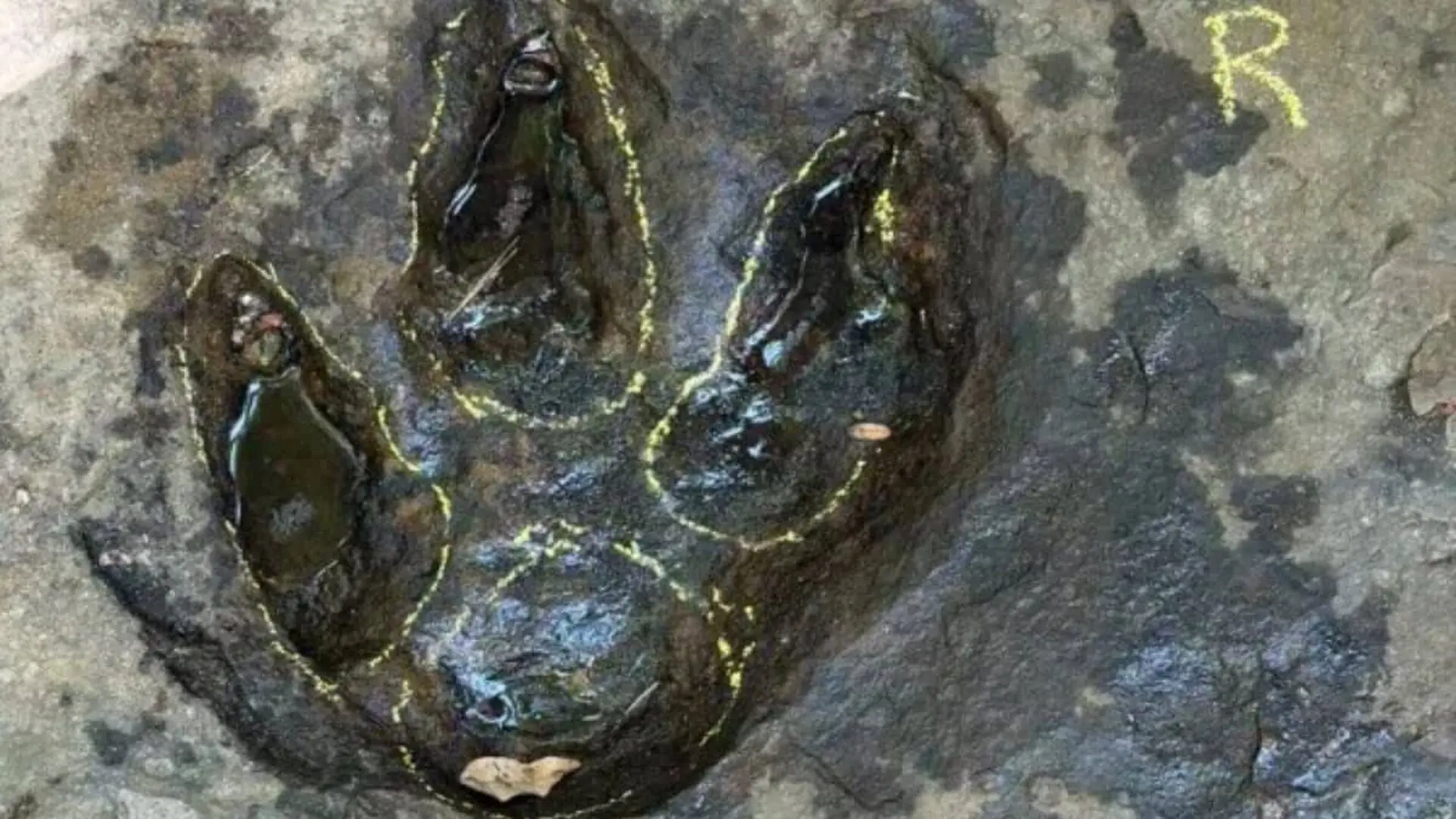 A Tourist Posted A Strange Photo On Facebook. It Turned Out To Be A 120 Million Year Old Dinosaur Footprint Scaled 1