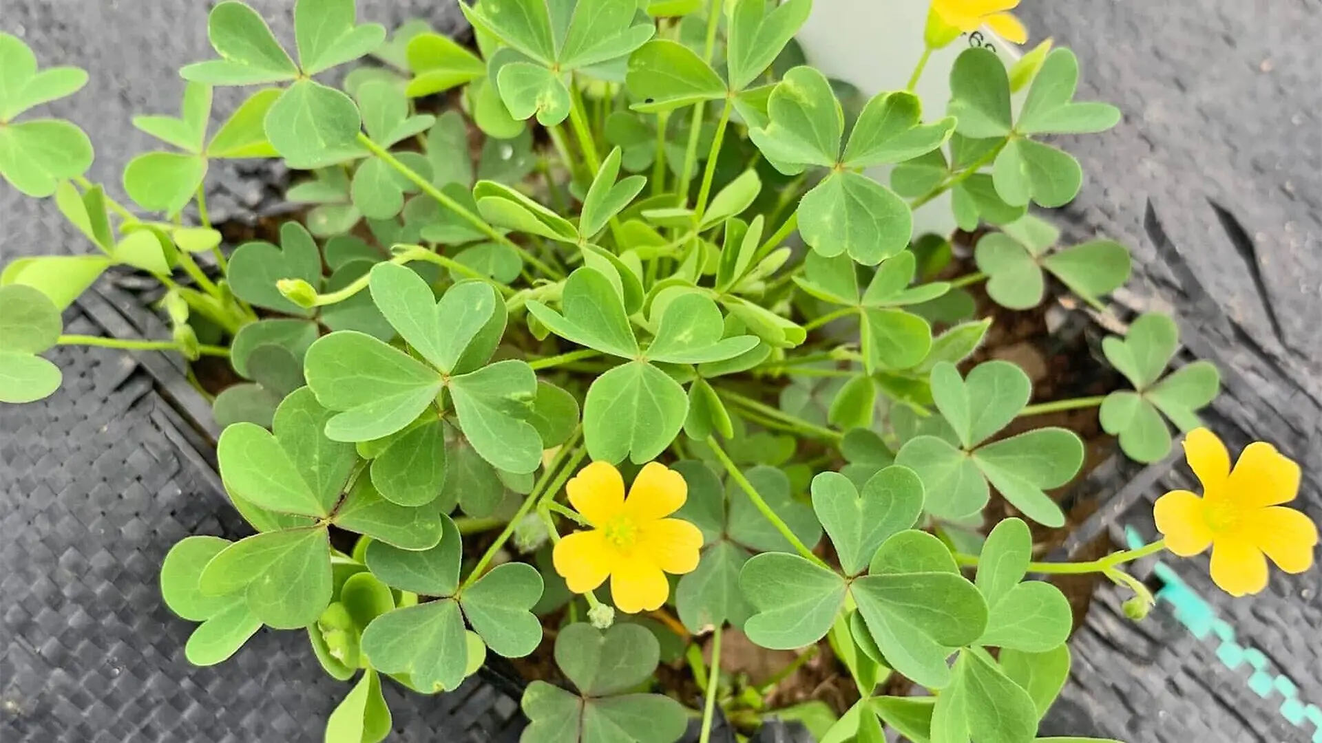 A shot of a common weed called oxalis with yellow flowers.