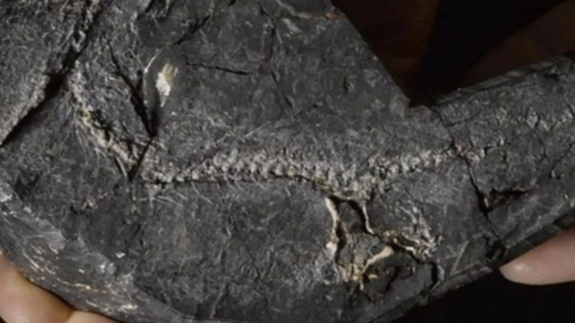 Lizzie The Famous 345 Million Year Old Lizard Fossil Turns Out To Be Something Else Entirely Scaled