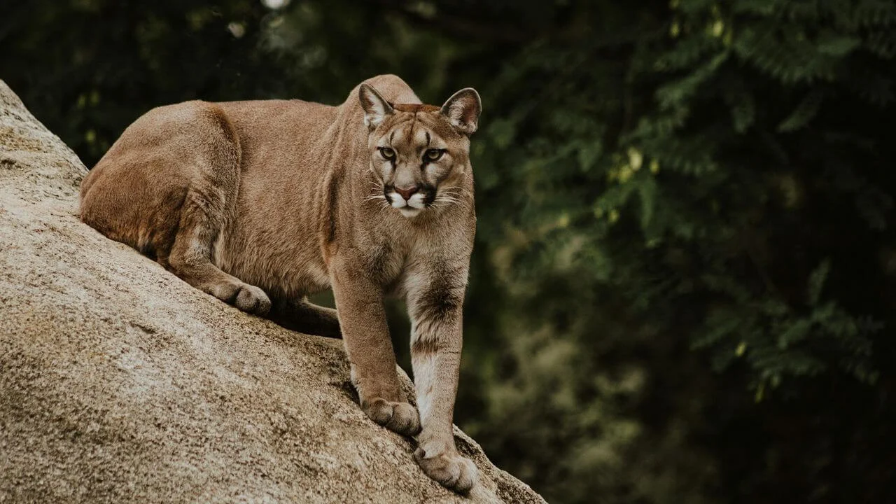 A large tan cougar standing on a sloped, light-colored rock, looking directly toward the camera with an alert expression against a dark, leafy forest background.