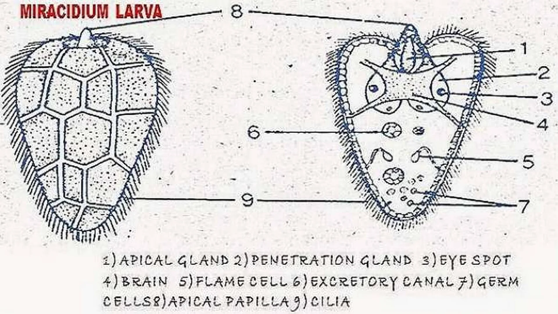 Life History of Fasciola Hepatica (Sheep Liver Fluke).