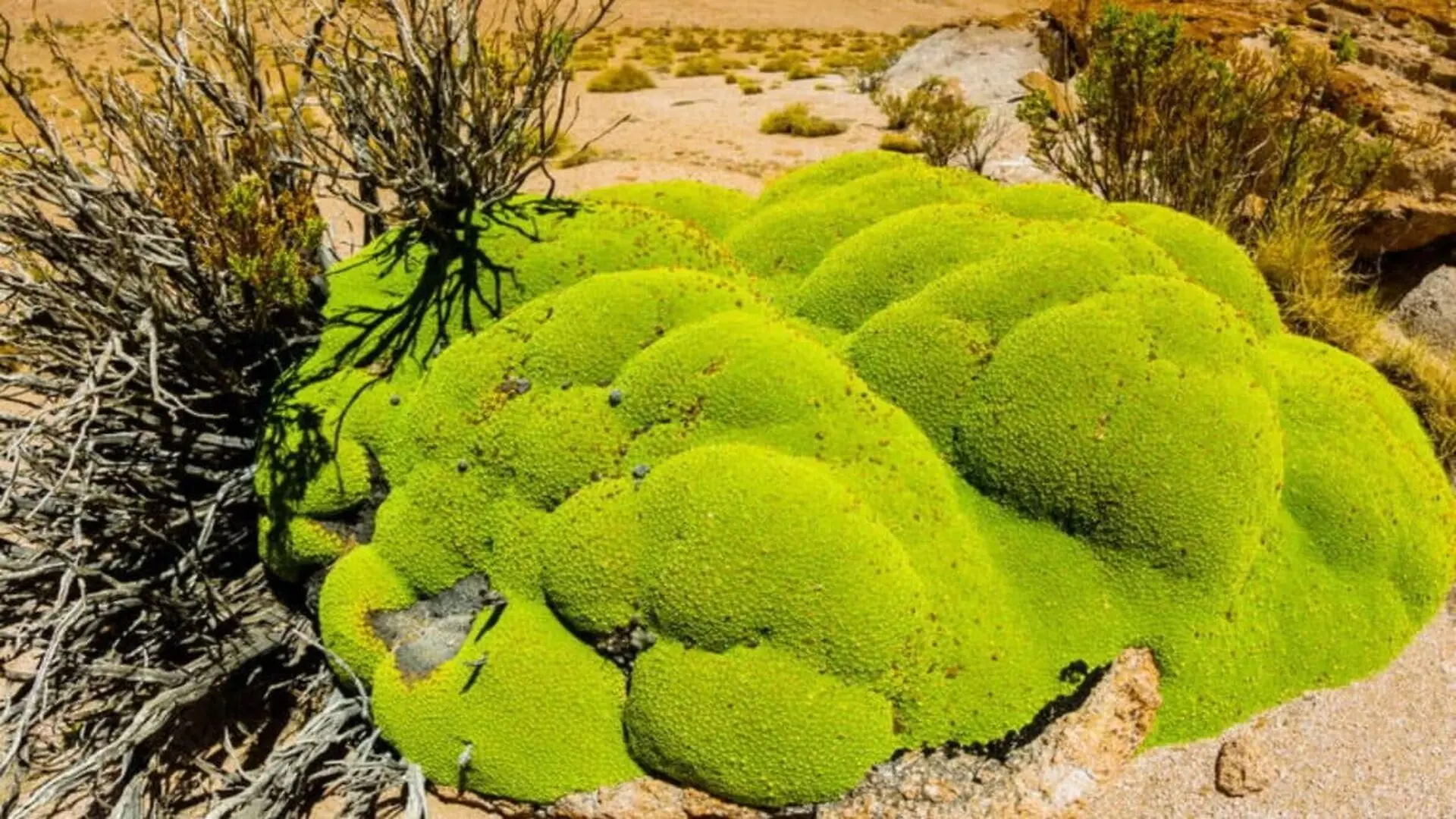 Scientists Exploring Harsh Deserts Found Something Hidden Inside Mosses That No One Had Ever Seen Before Scaled