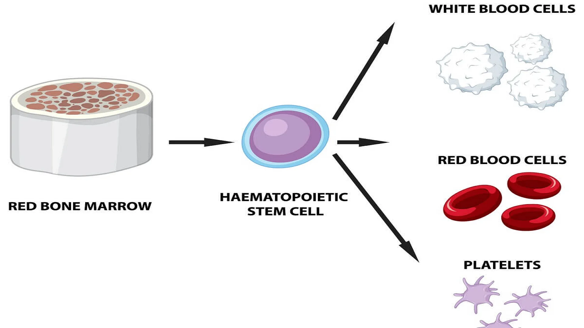 Type of Blood Cells in Human