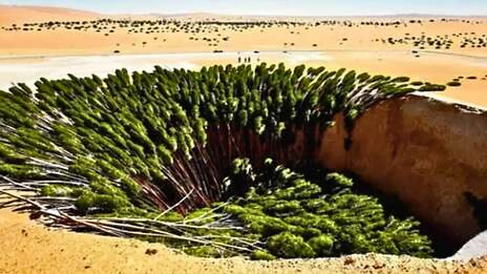 China Built This Desert Green Belt To Fight Dunes Scaled