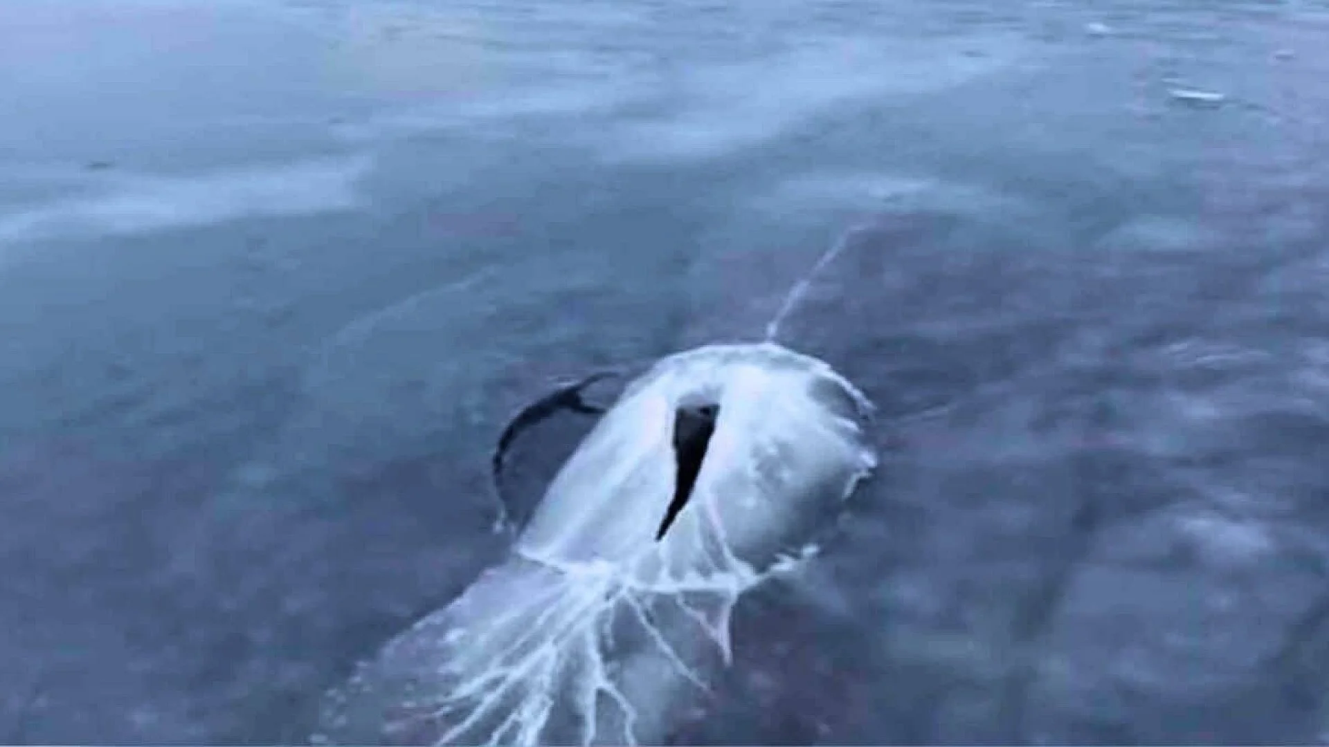 Drone Captures A Giant Breaking Through Greenlands Ice Scaled