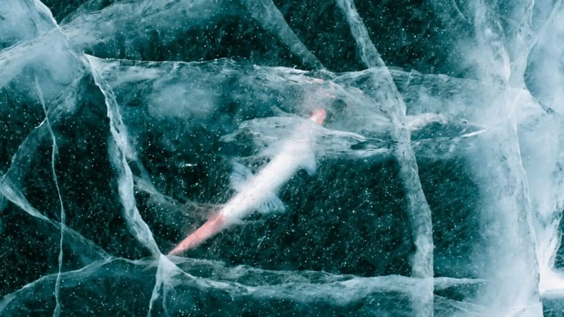 This Tiny Animal Survived Years Frozen In Siberia Scaled