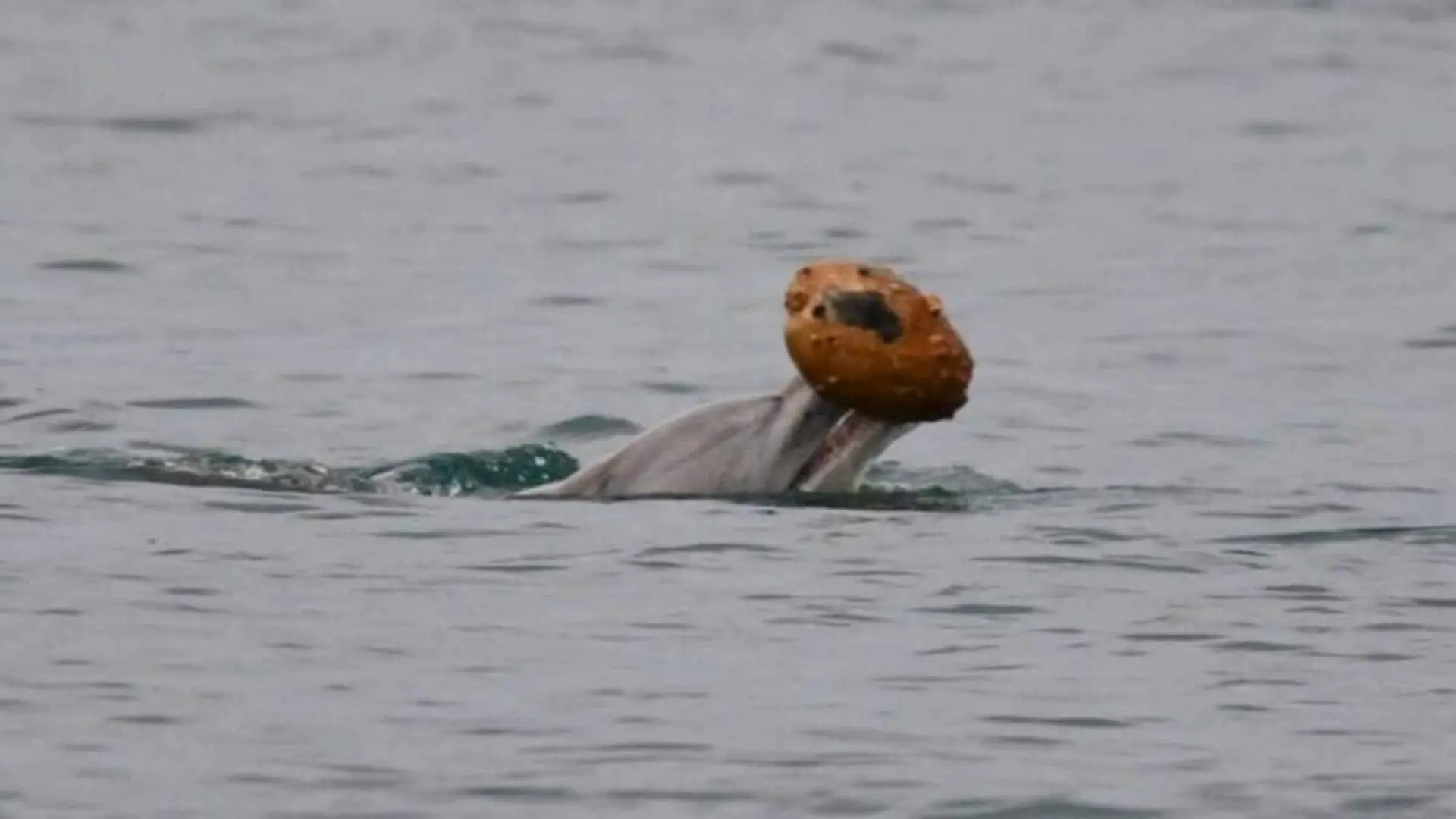 Scientists Watched A Dolphin Pick Up A Shell And Realized They Were Seeing Something Extraordinary Scaled