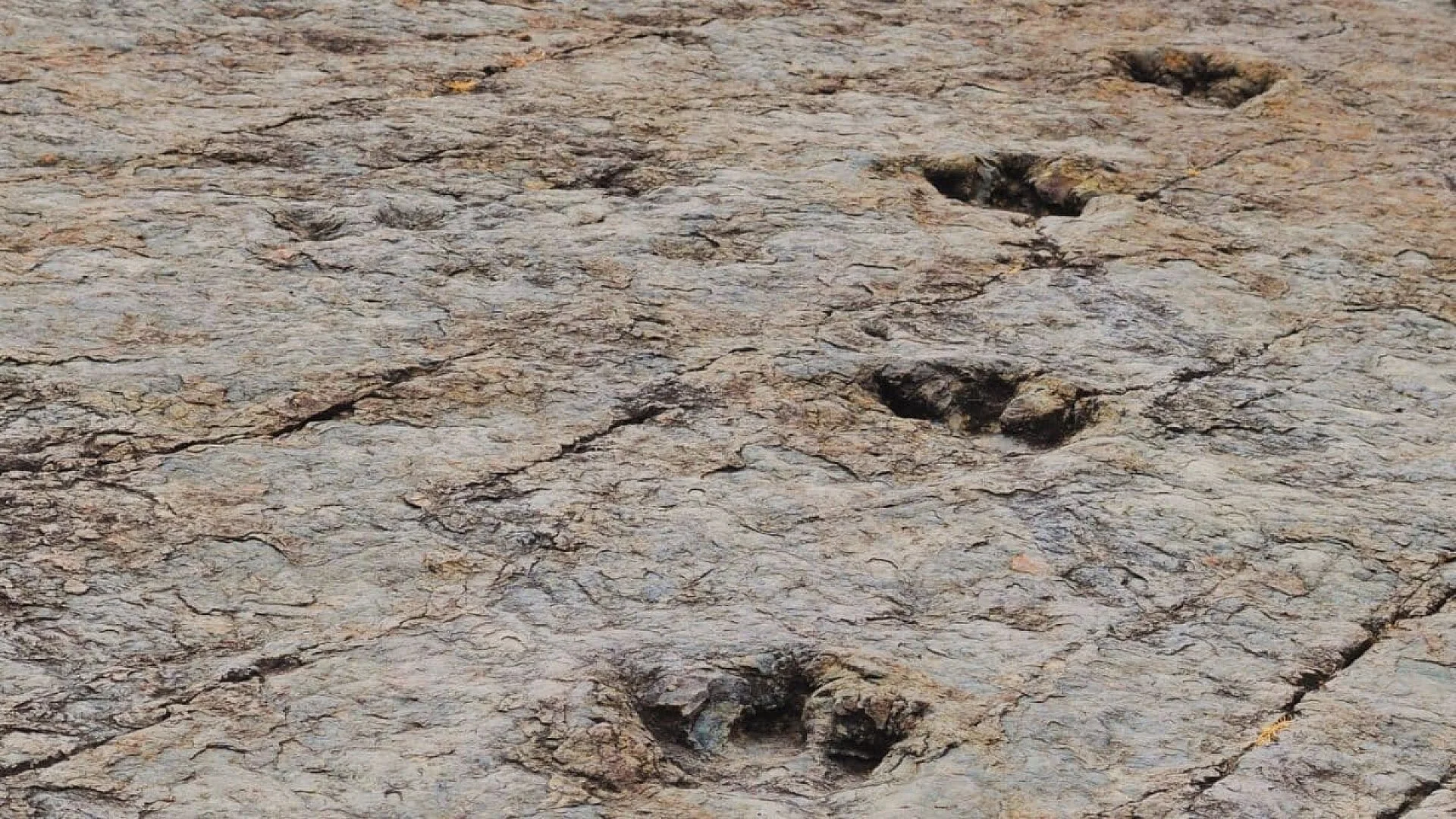 Scientists Found A Massive Dinosaur Footprint Site Around An Ancient Lake With Nearly Tracks Scaled
