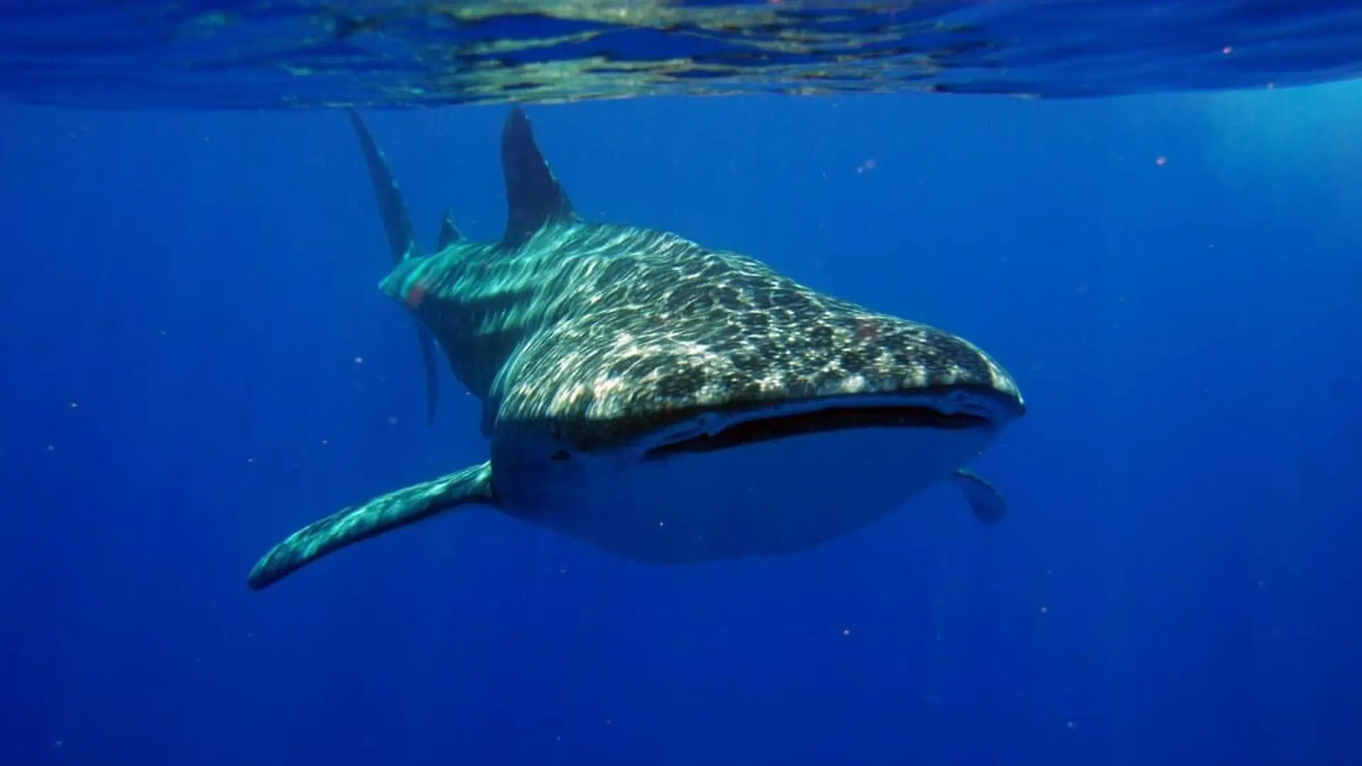 Hidden Cameras Finally Reveal What Whale Sharks Do Beneath The Surface When They Vanish Into The Deep Ocean Scaled