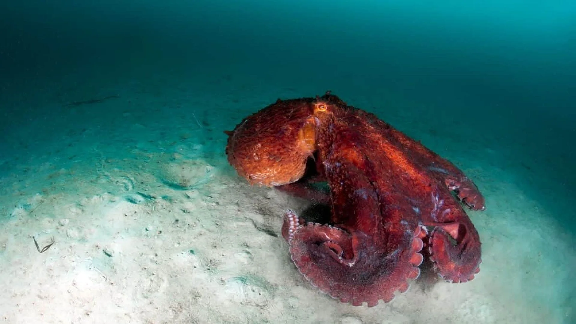 Scientists Found A Giant Squid In Australias Remote Canyons No Submersible Needed Scaled