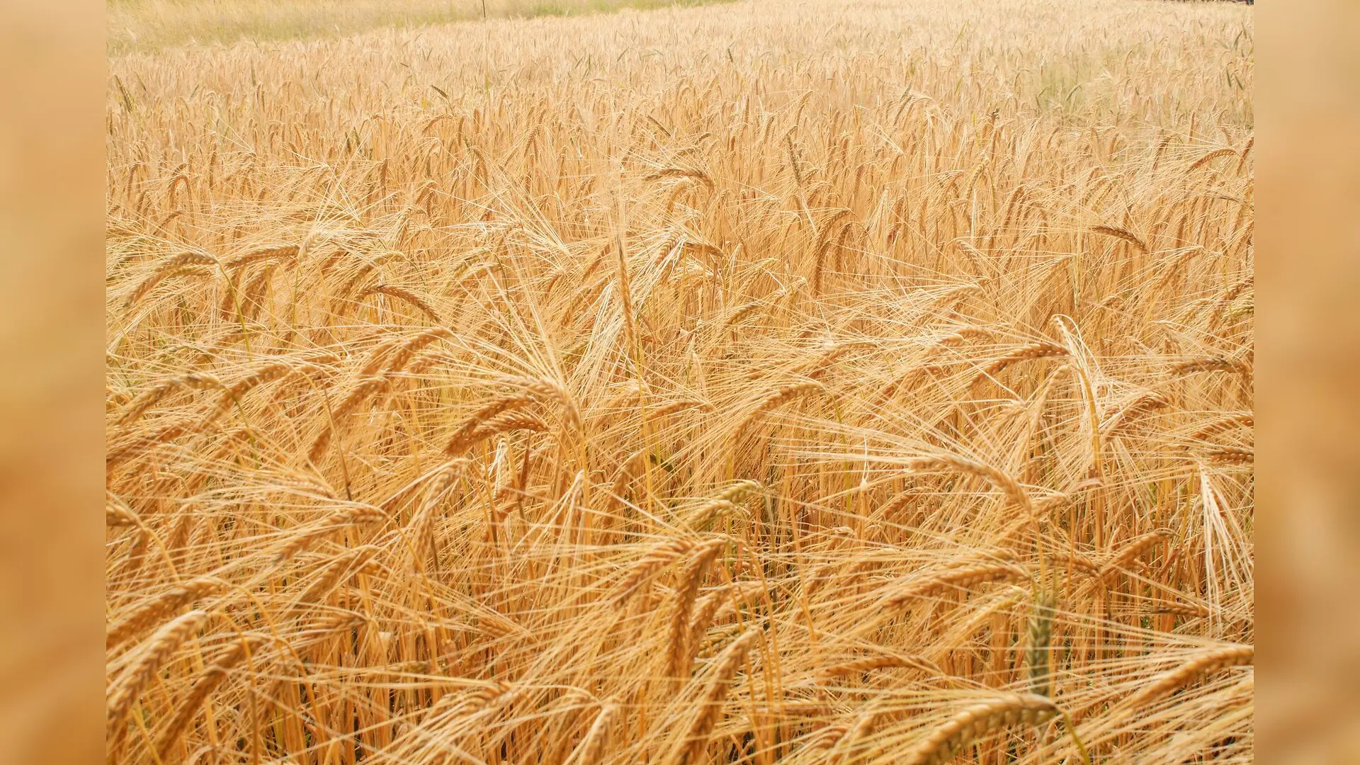 Targeted Wheat Gene Knockout Creates Upright Canopies Without Yield Penalties