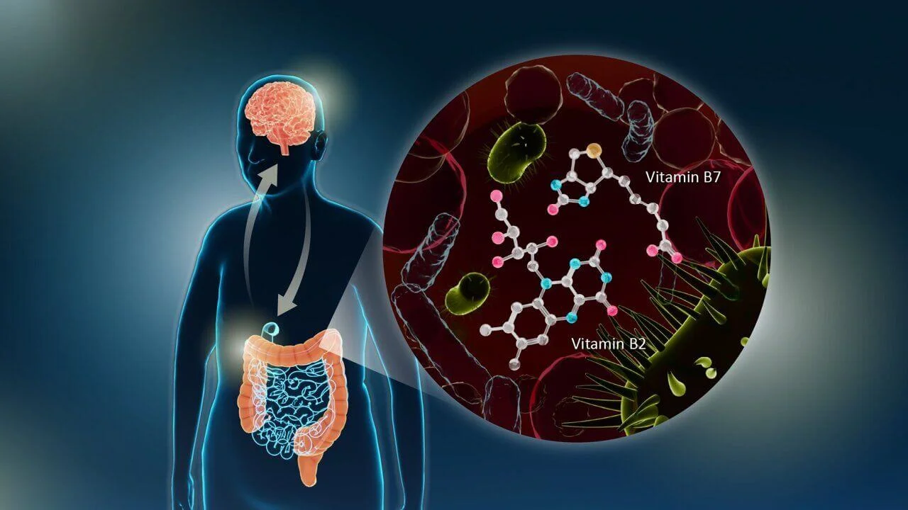 Scientific illustration of the gut-brain axis. It highlights the gut and brain, with an inset showing gut microbes and the molecular structures of Vitamin B7 and Vitamin B2. This depicts the reduced synthesis of essential B vitamins by gut bacteria.