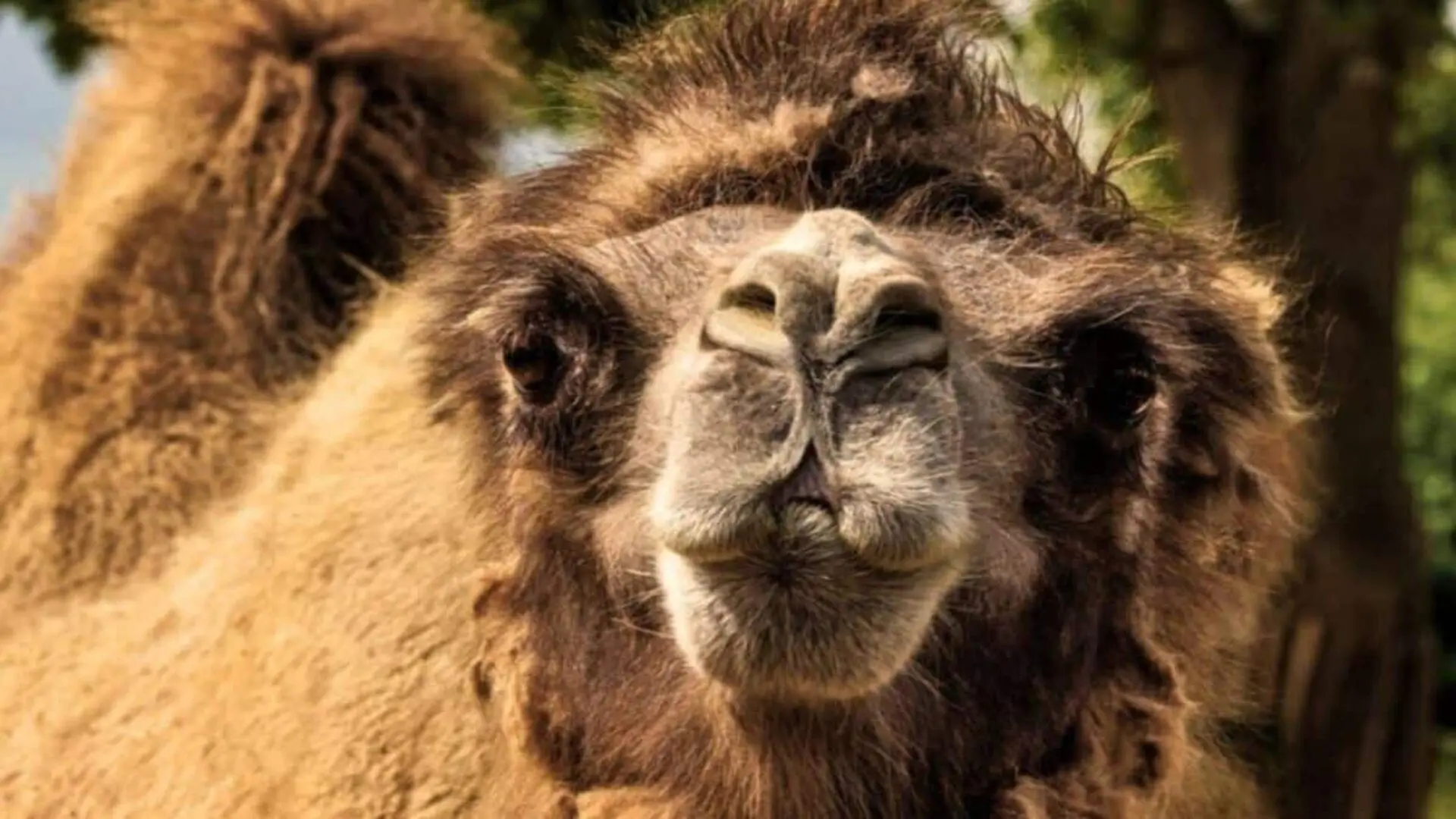This Camel Drinks Water Saltier Than The Sea Scaled