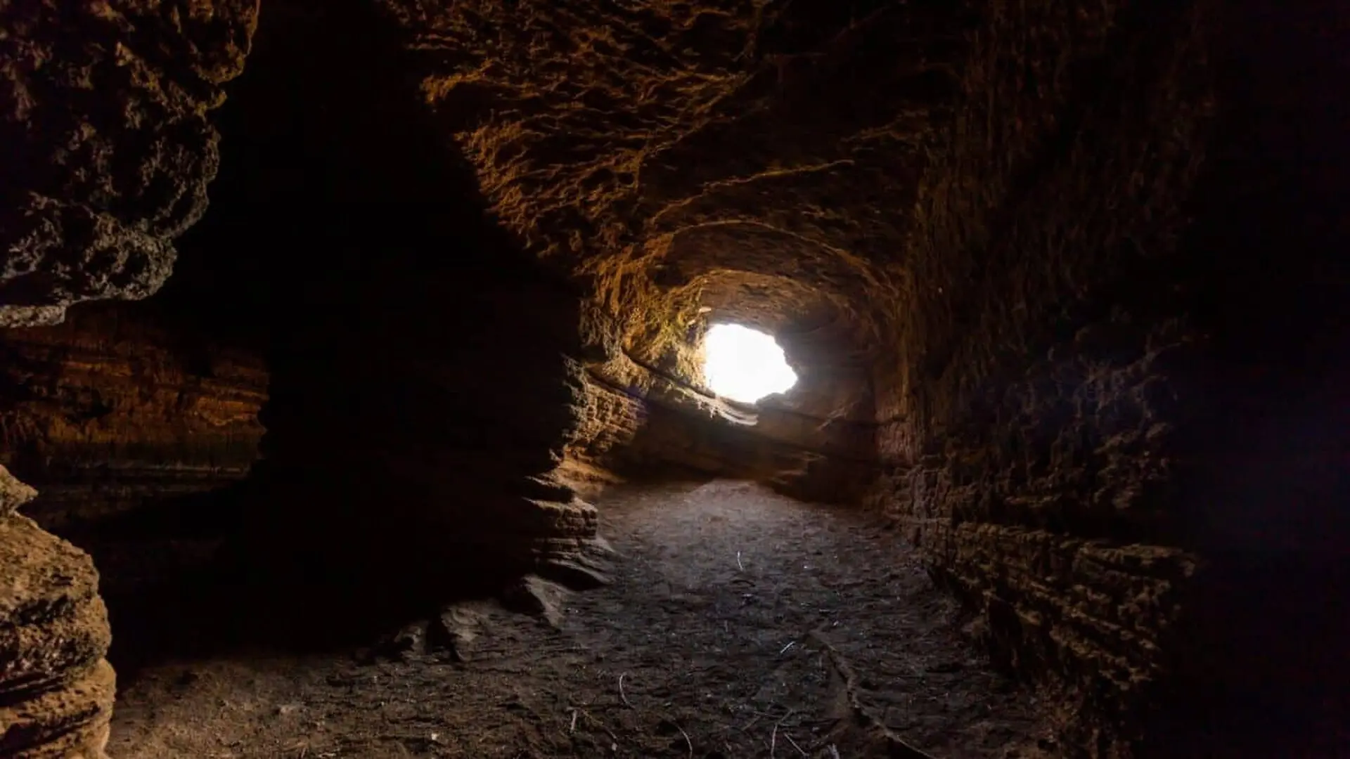 Scientists Uncover 16 Fossil Species Preserved In An Isolated Cave Hidden In New Zealands Forest Scaled
