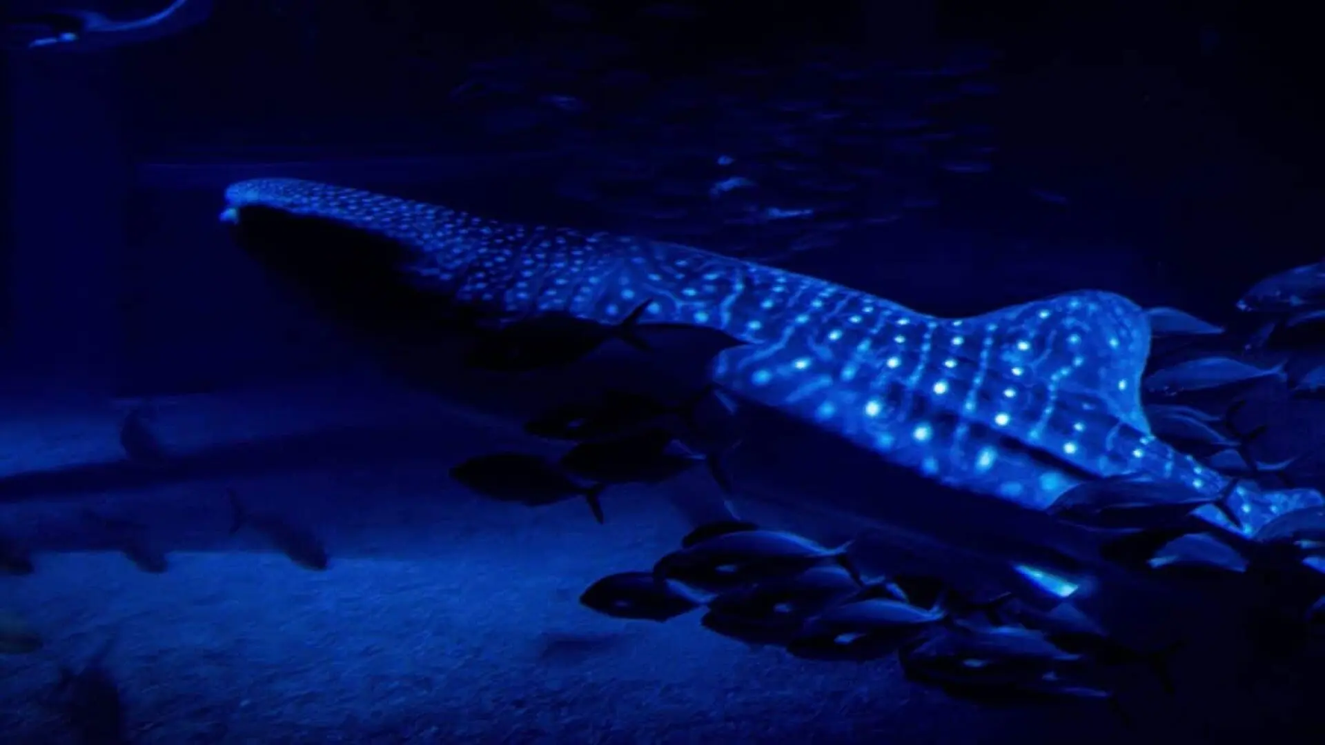 The Largest Known Glowing Vertebrate Has A Dorsal Fin So Bright Scientists Still Cant Explain What It Does Scaled