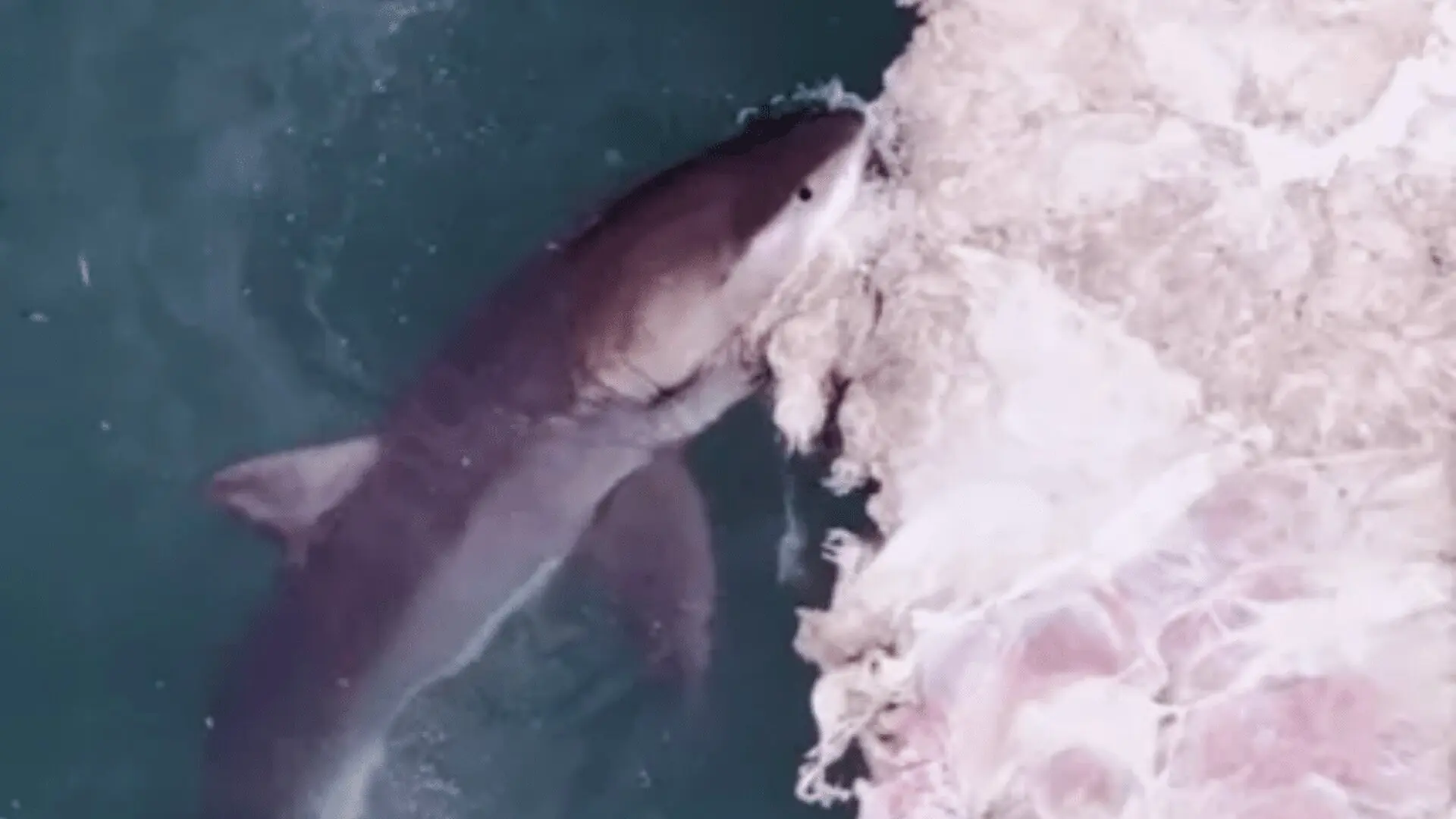 A Dead Whale Suddenly Drew One Of The Largest Great White Sharks Ever Seen Off Rhode Island Scaled