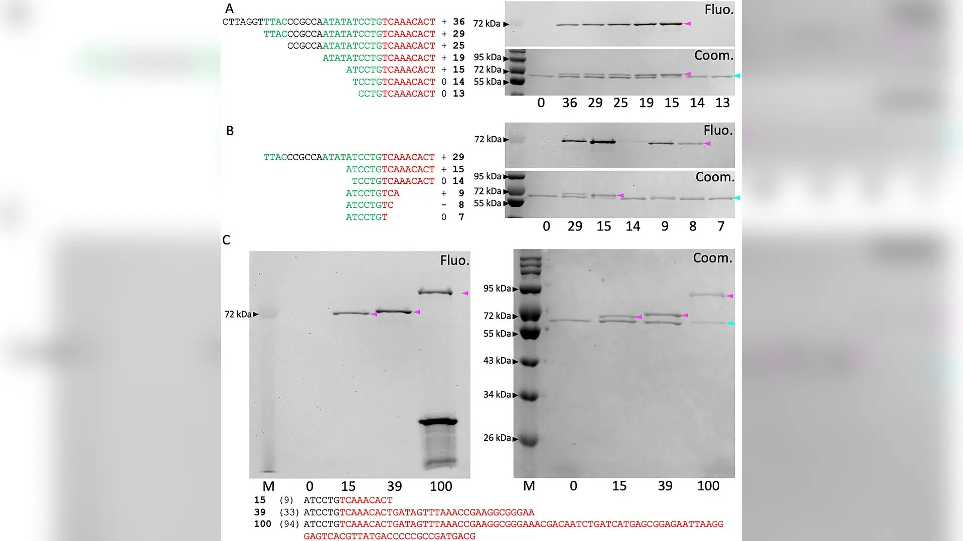 Scientists Build Synthetic DNA Complexes to Solve a Bacterial Gene-Transfer Mystery