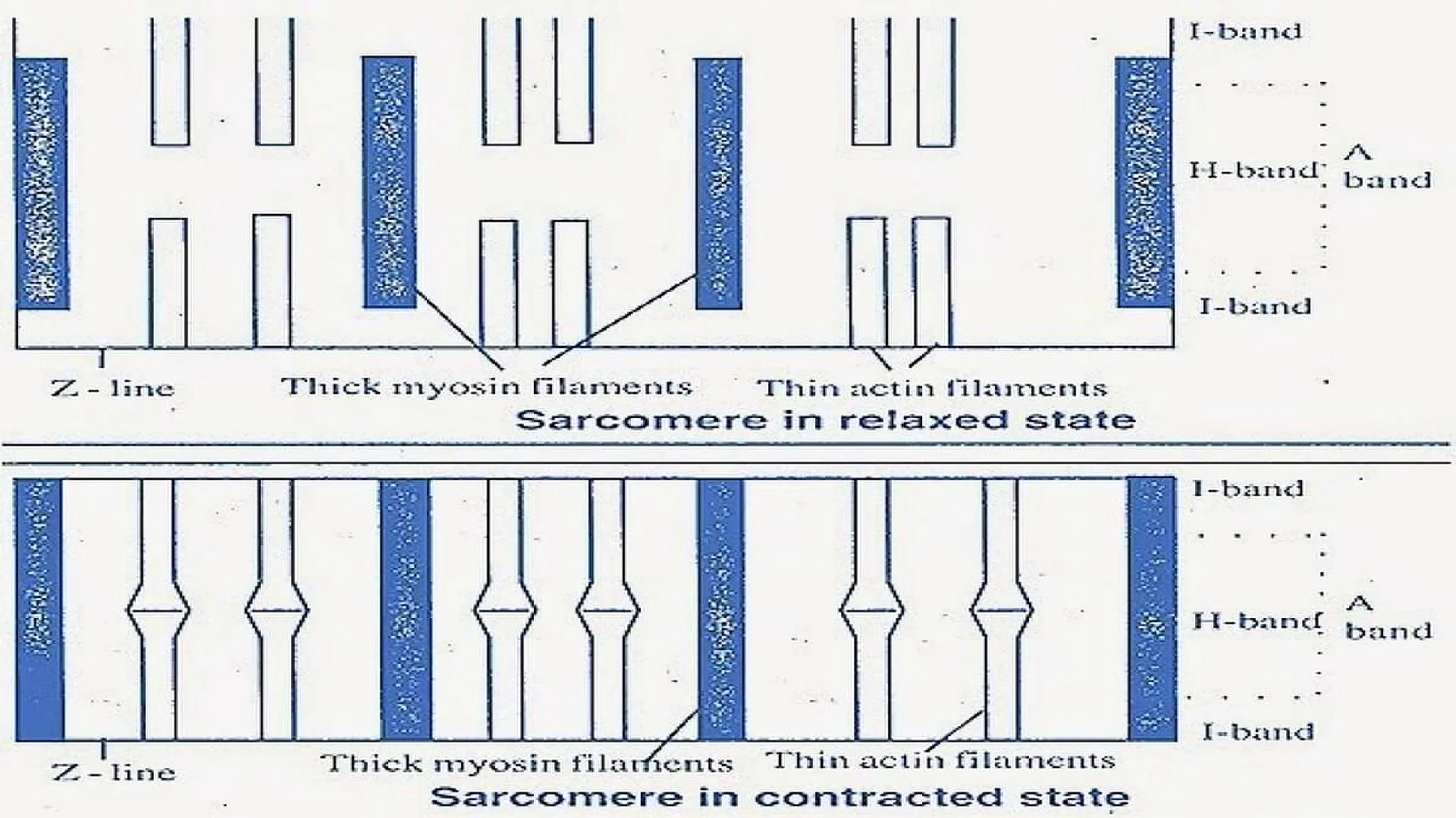 Sarcomere in relaxed and contracted state.
