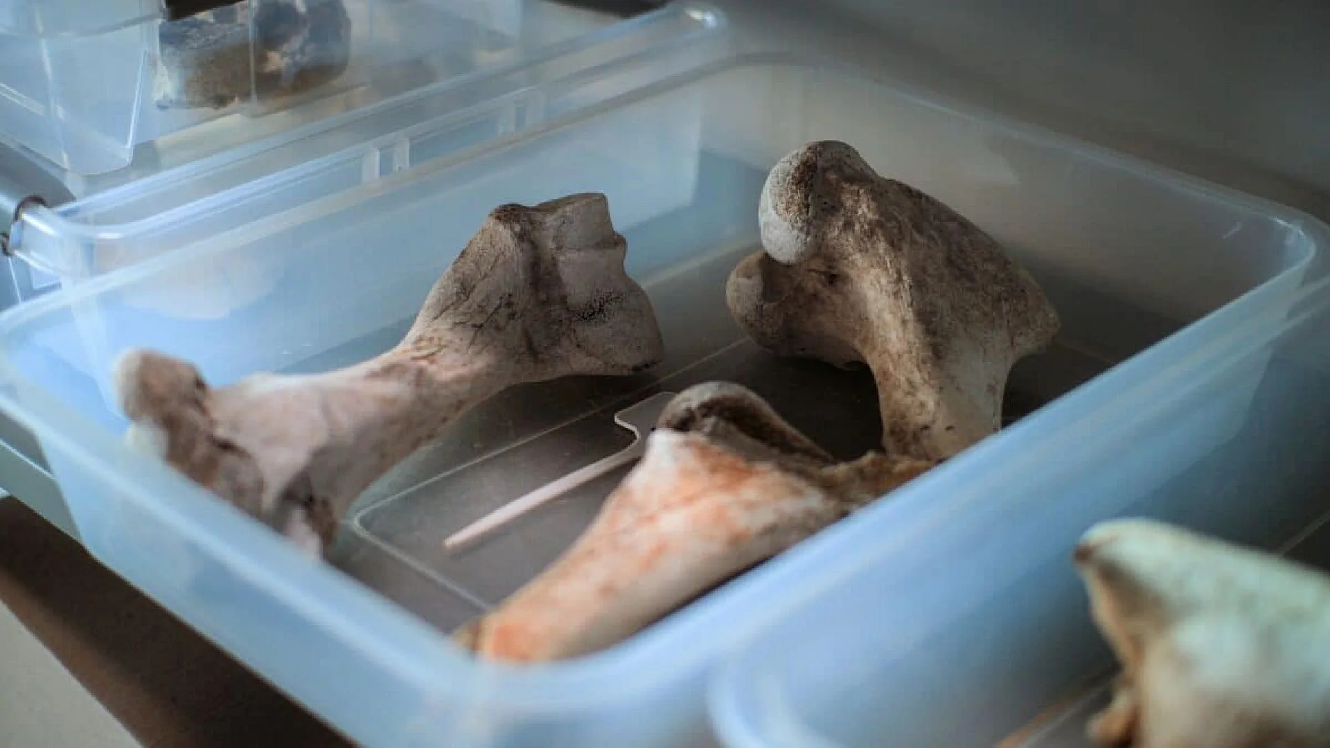 Paleontologists Discovered A 43 Foot Long Ocean Predator Hidden In Museum Collections Scaled