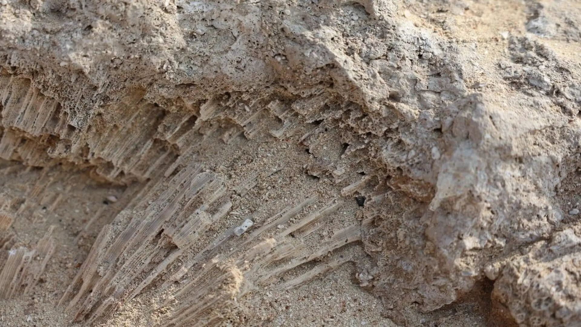 Scientists Spent 20 Years And Studied Fossils To Finally Solve A Mystery Thats Puzzled Paleontology For Decades Scaled