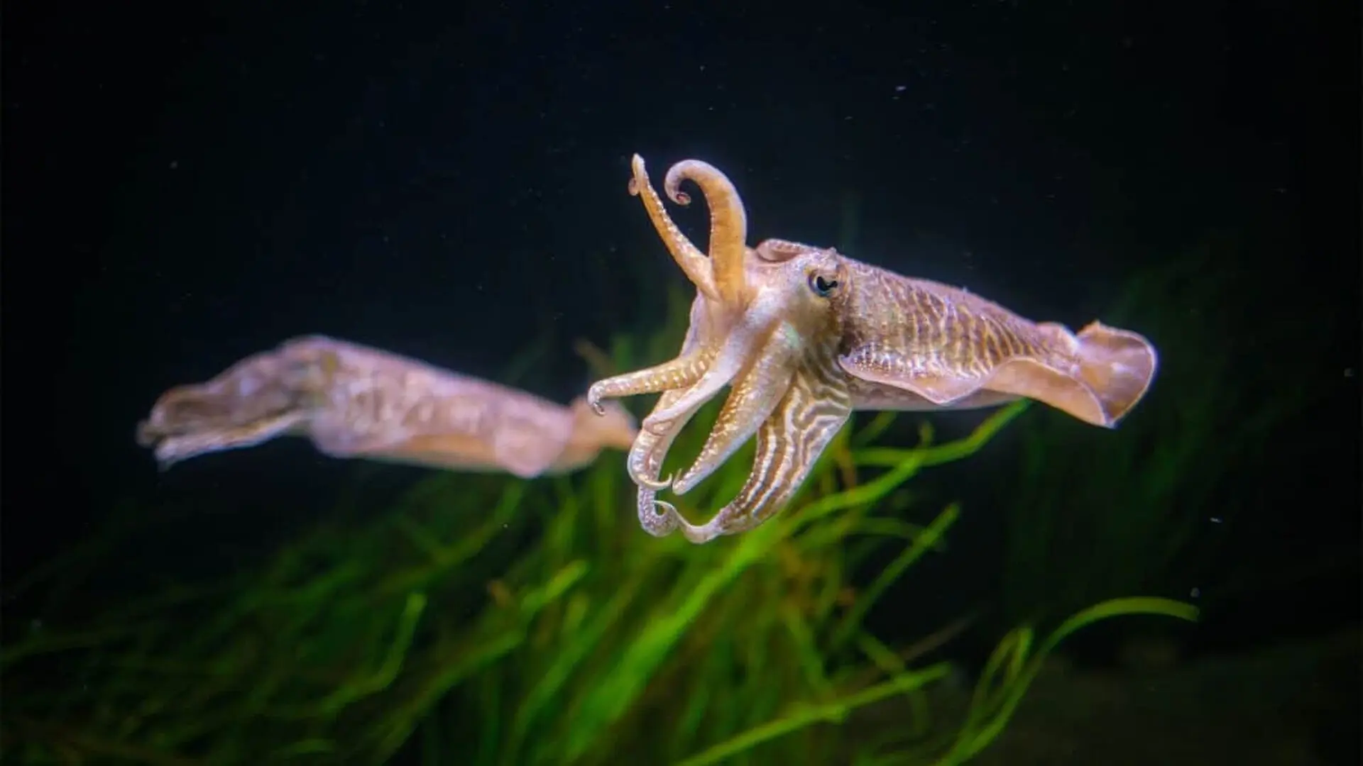 Squid Are Filling More Of The Ocean But Scientists Say One Popular Theory Doesnt Add Up Scaled