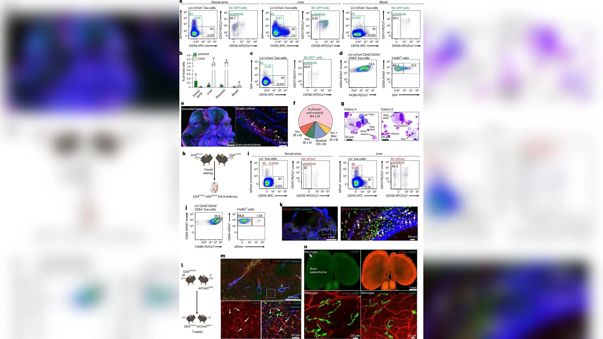 Hidden Blood-Making Organ Discovered at the Maternal-Fetal Boundary