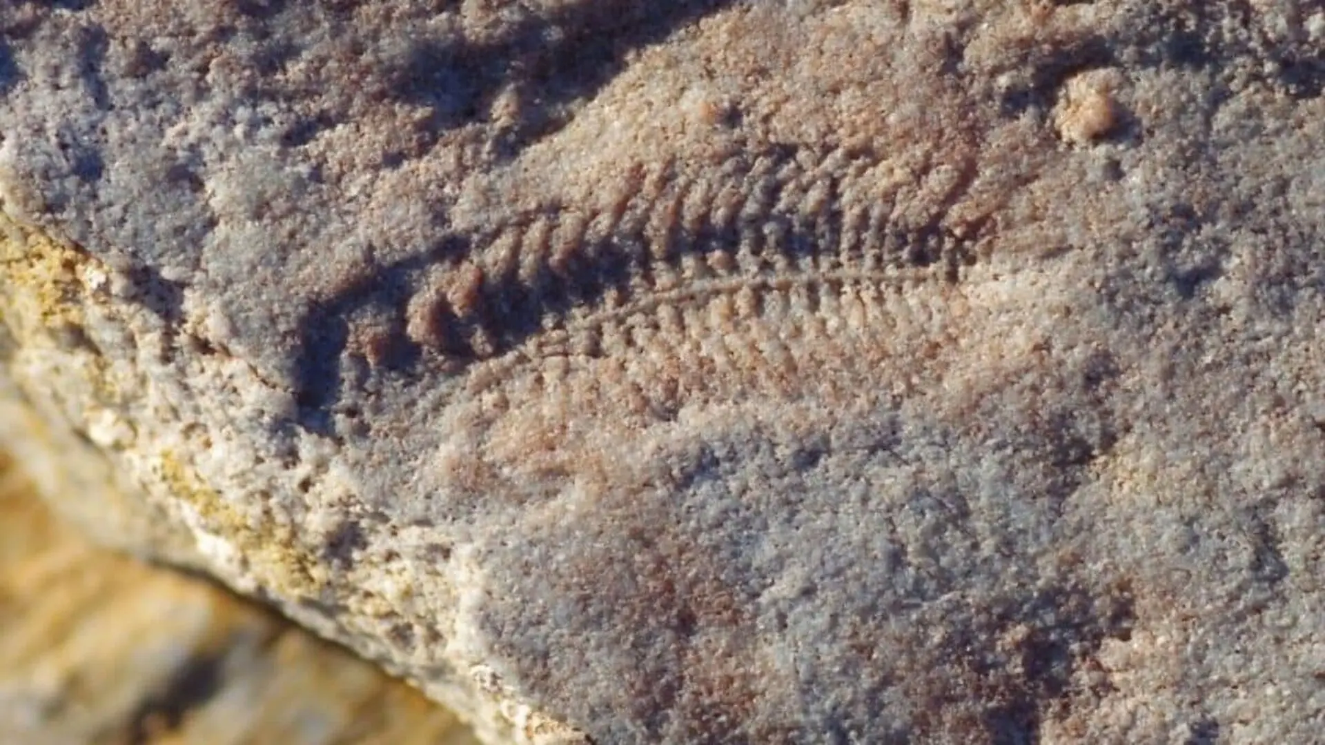This 550 Million Year Old Fossil May Show The Earliest Known Sign Of Right Handed Behavior Scaled