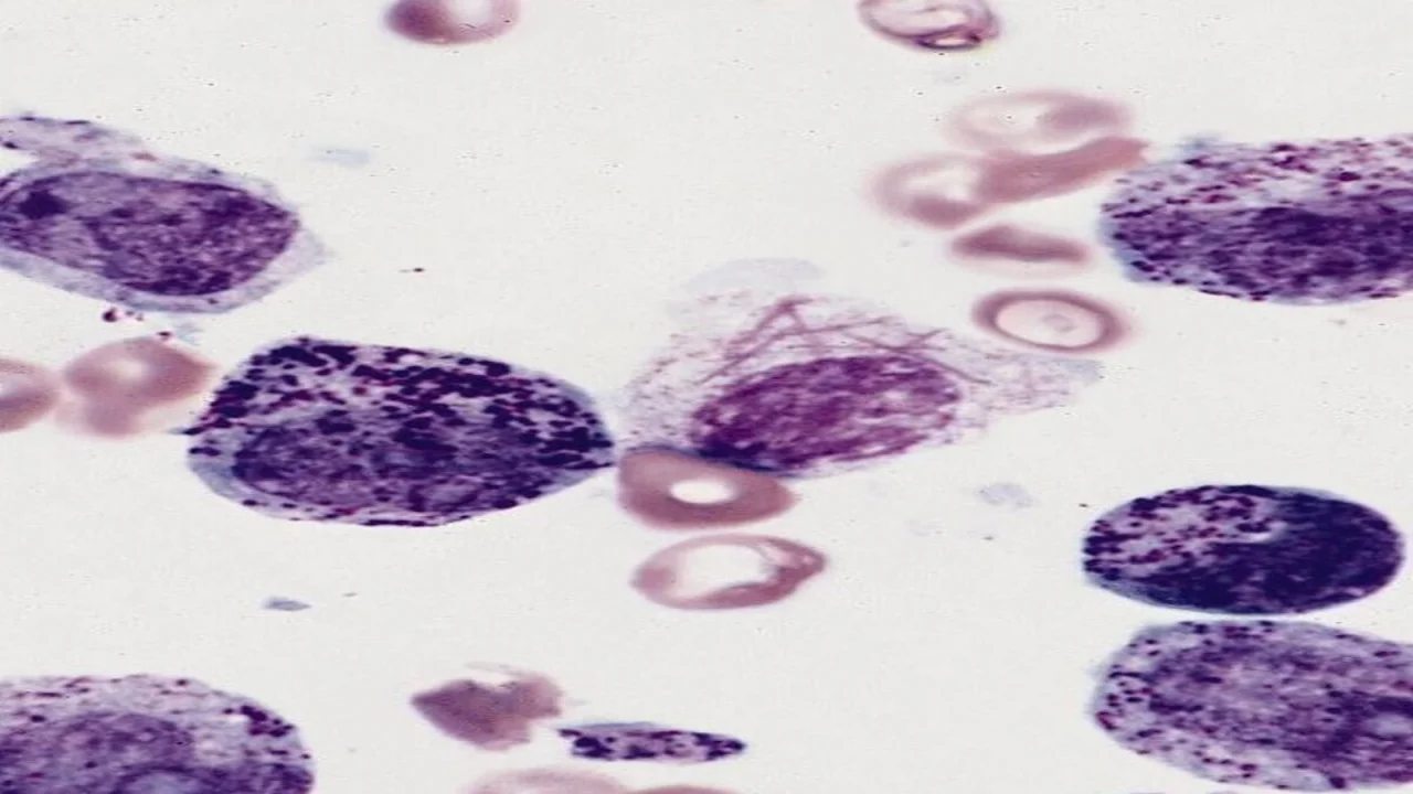 Sudan Black B-Stained Cells