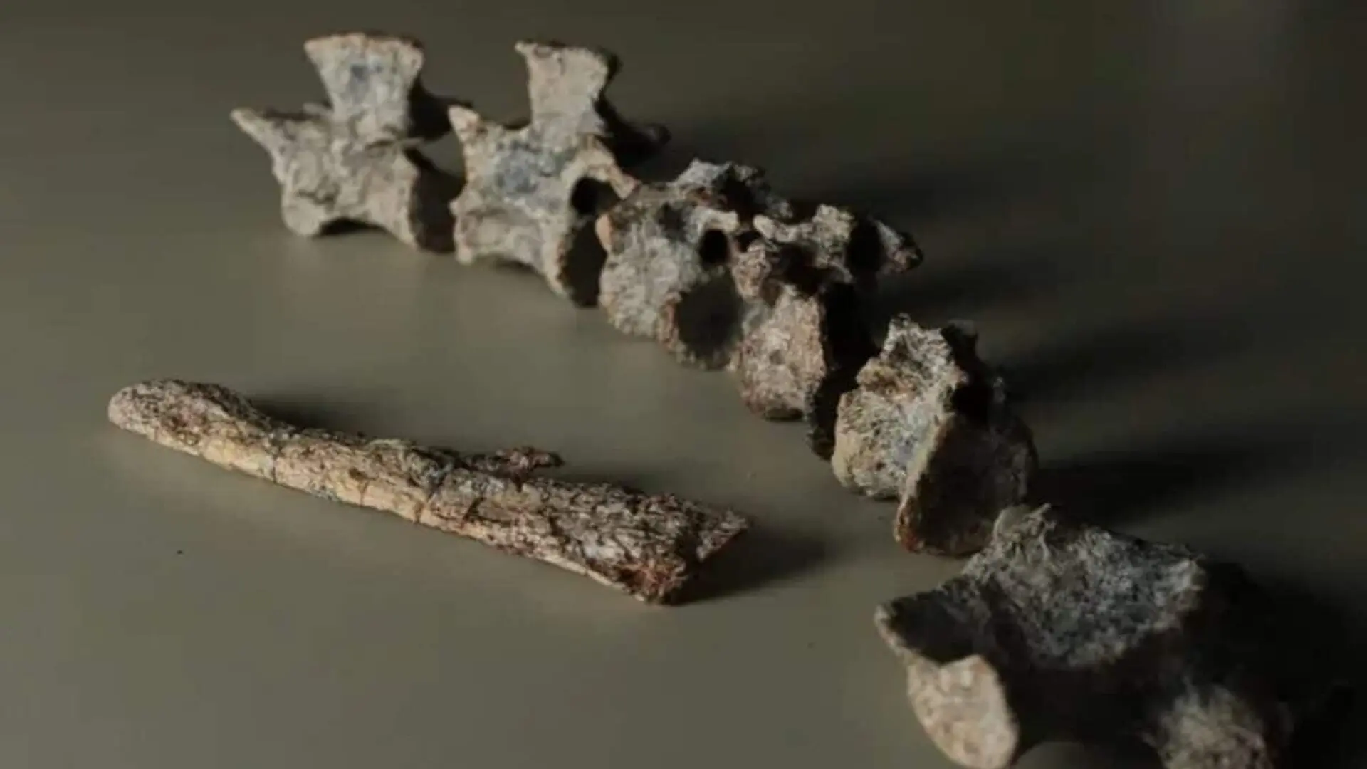 This Armored Predator Walked Earth 240 Million Years Ago And Scientists Say It Wasnt A Dinosaur Scaled