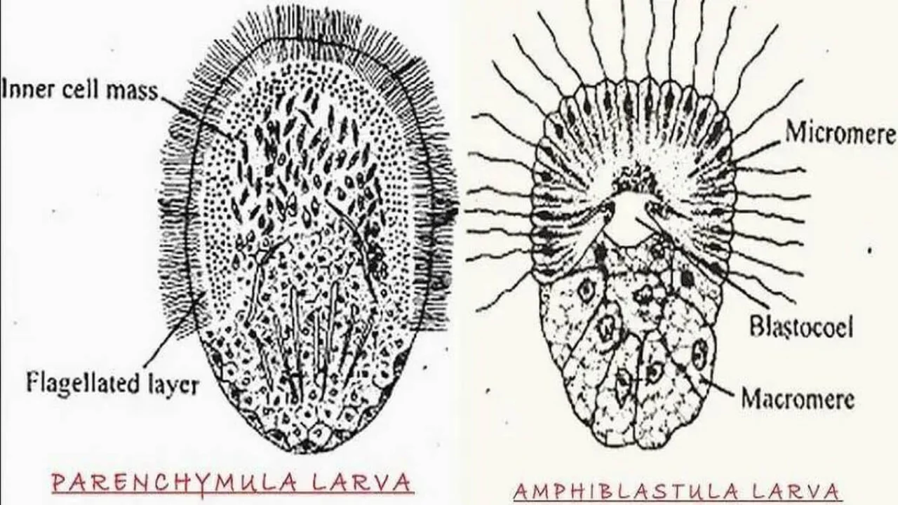 Porifera Larva: Parenchyma and Amphiblastula Larva.