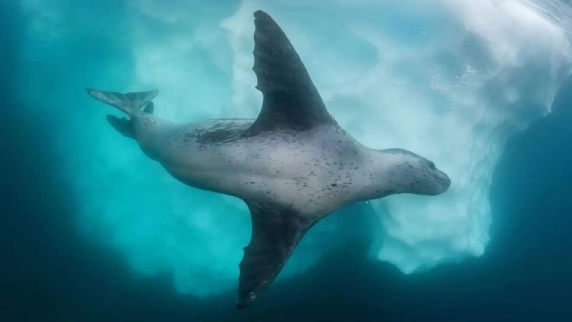 A Photographer Spent 15 Seasons In Antarctica And Saw Only Two Of These Creatures Then Captured Something No One Had Ever Photographed Scaled