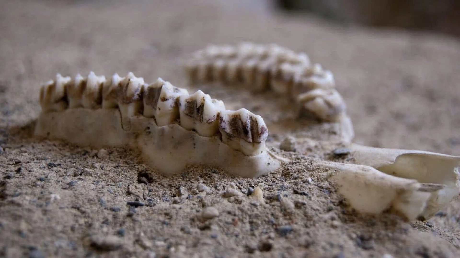 Buried For Hundreds Of Thousands Of Years Ancient Teeth Contained Protein Scientists Had Never Seen Before Scaled