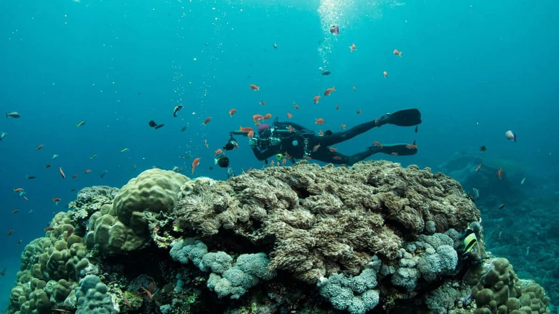 Divers Explored Earths Most Mysterious Ocean Habitat And Found 31 New Species Few Humans Have Ever Seen Scaled