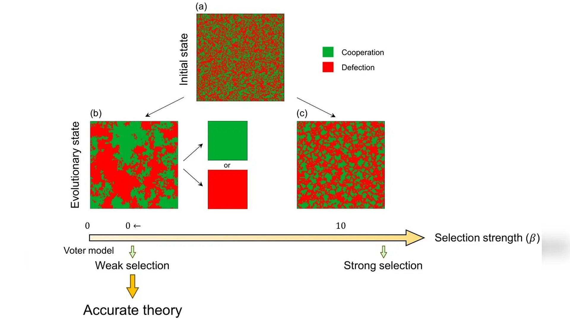 Math Breakthrough Reveals How Cooperation Survives in Complex Networks