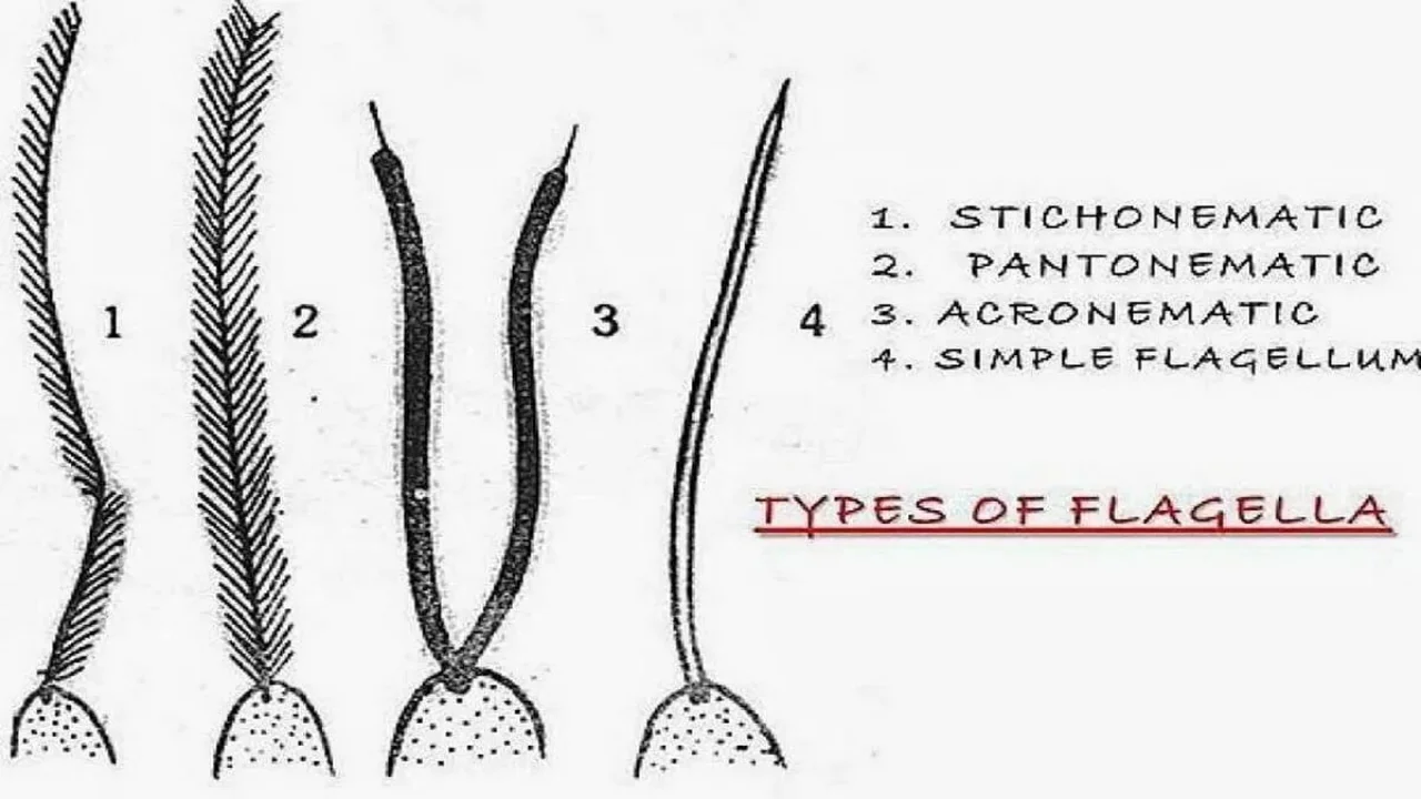 Types of flagella in Protozoa.