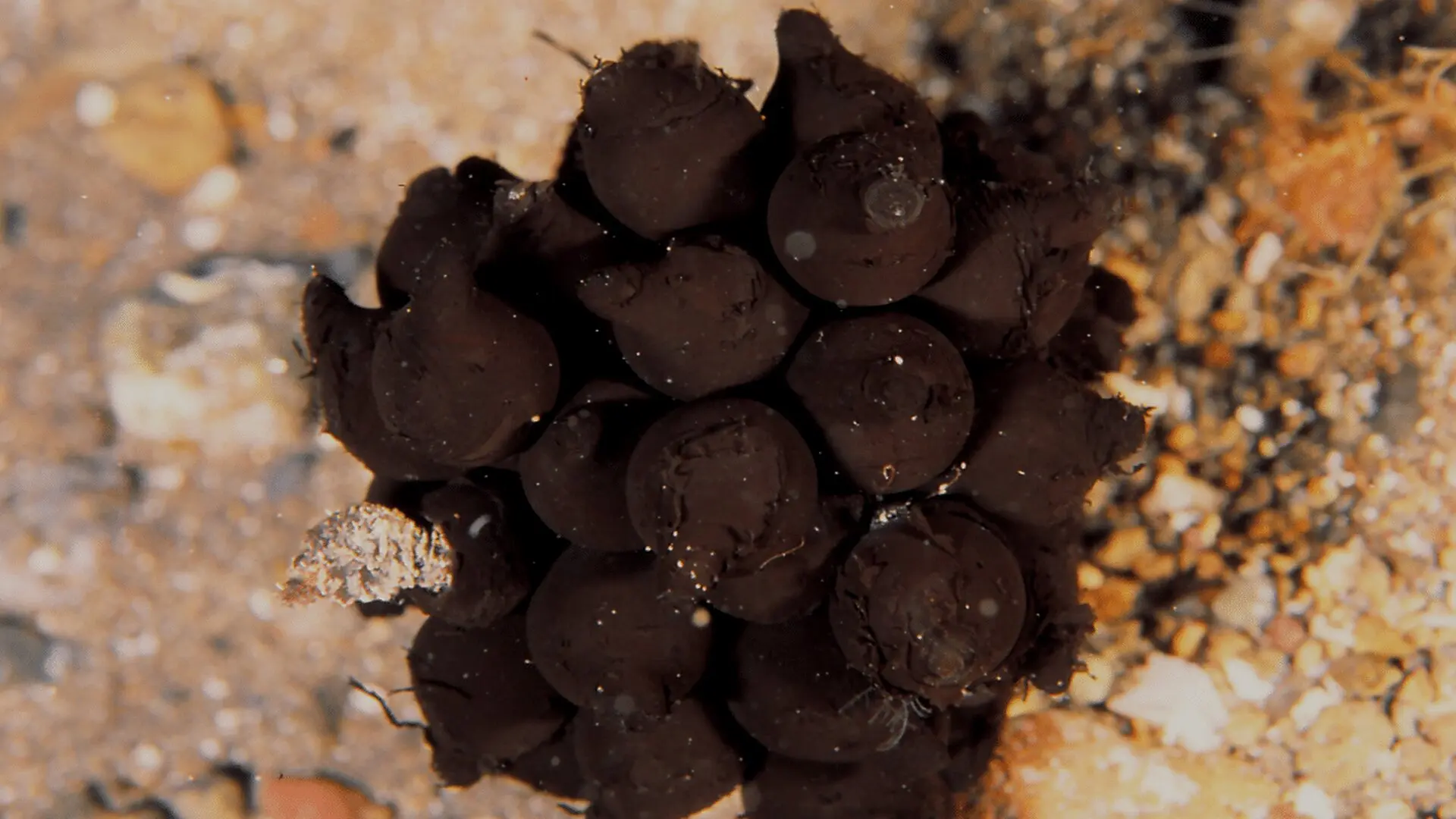 Scientists Opened Strange Black Spheres Hidden Nearly Meters Beneath The Pacific And Found A Species Never Seen Before Scaled