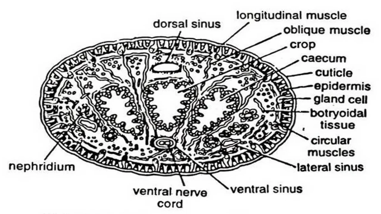 Transverse Section of Hirudinaria.