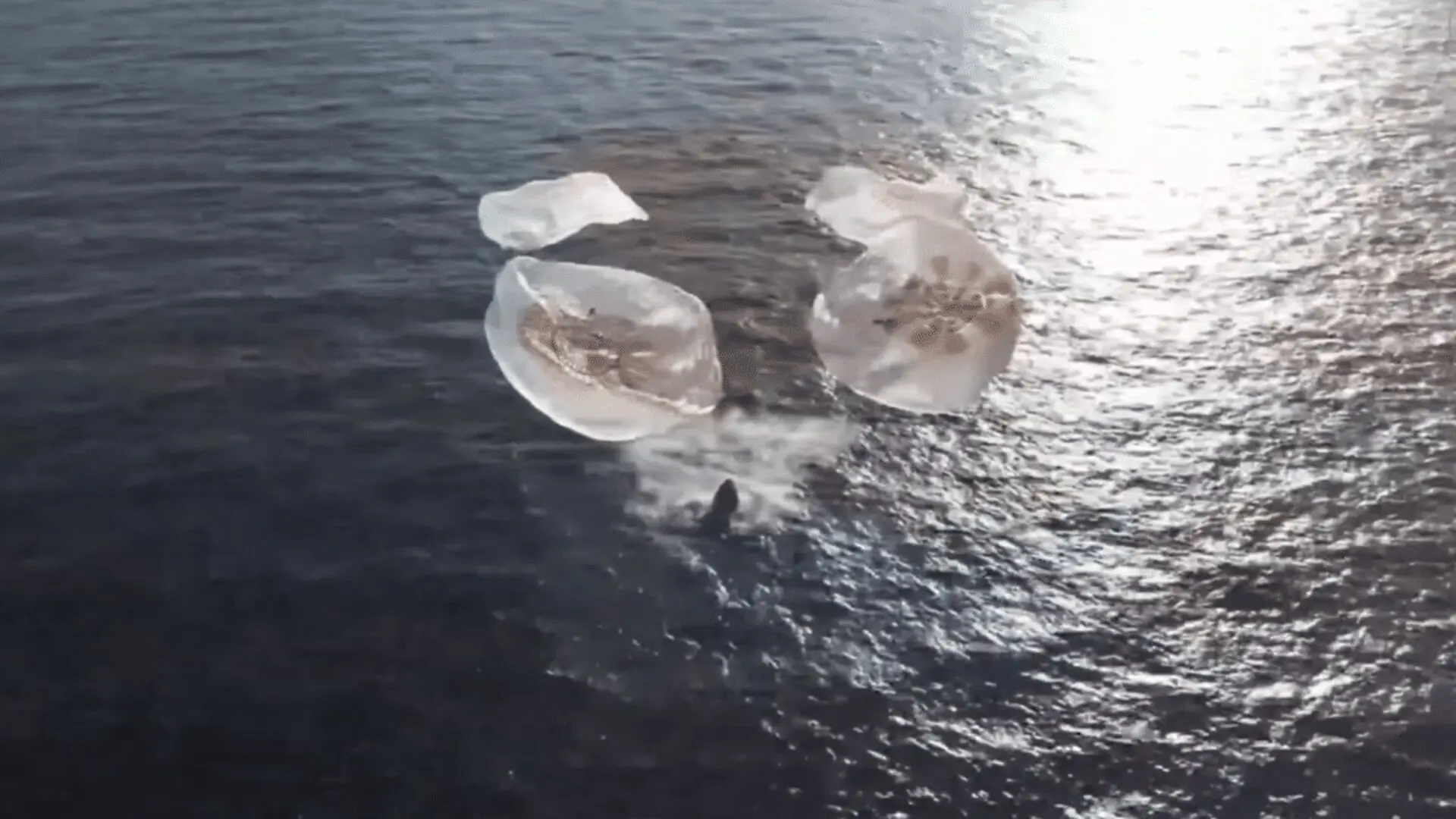 Nasas Crew 12 Returns To Earth After 8 Months In Space As Spacex Dragon Splashes Down Scaled