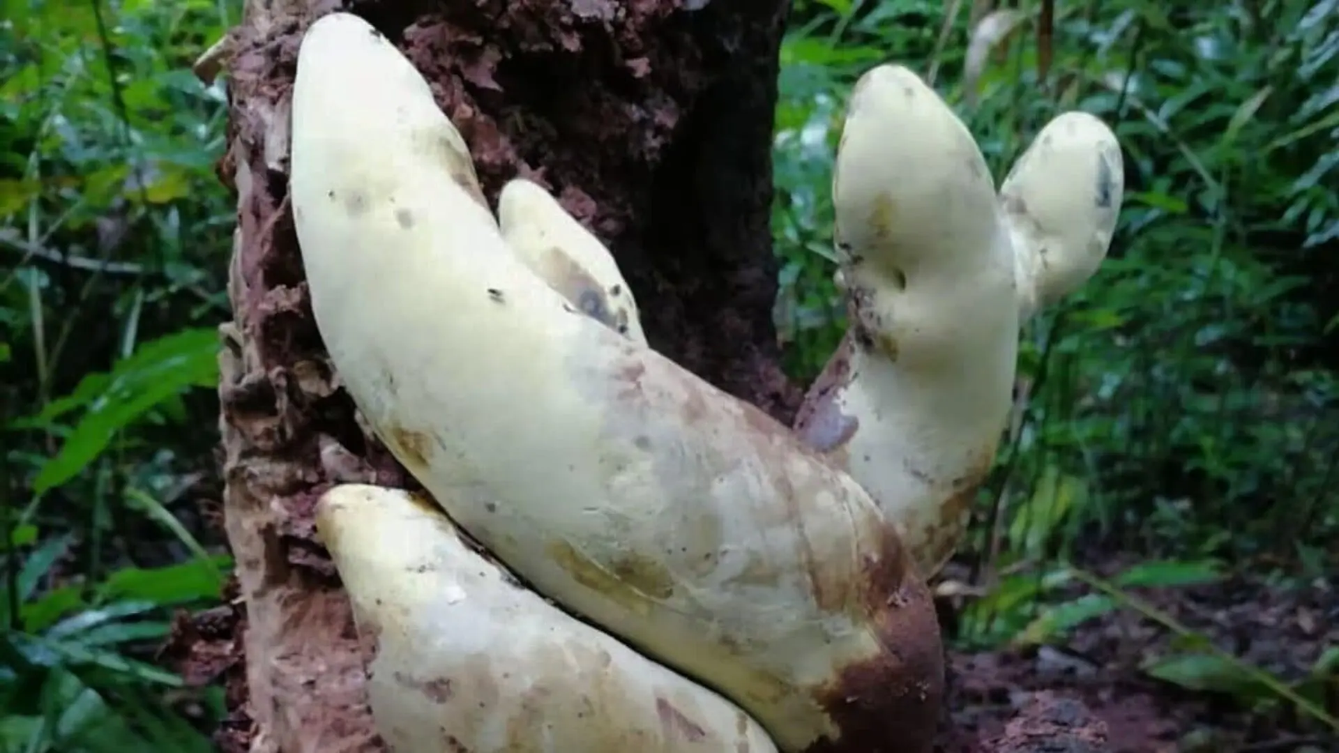 A Chinese Team Found A 50 Centimeter Fungus Named After T. Rex And It Belongs To A Family Never Described Before Scaled 1