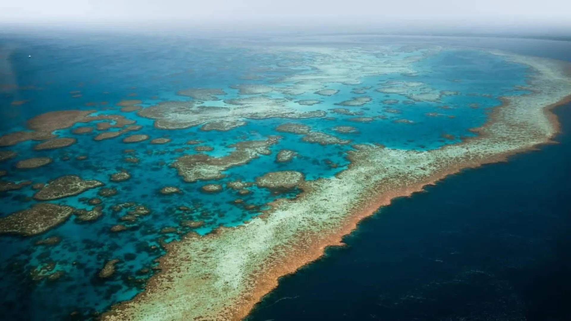 Scientists Just Mapped The Great Barrier Reefs Hidden Microbiome Revealing More Than 500 Species Never Seen Before Scaled