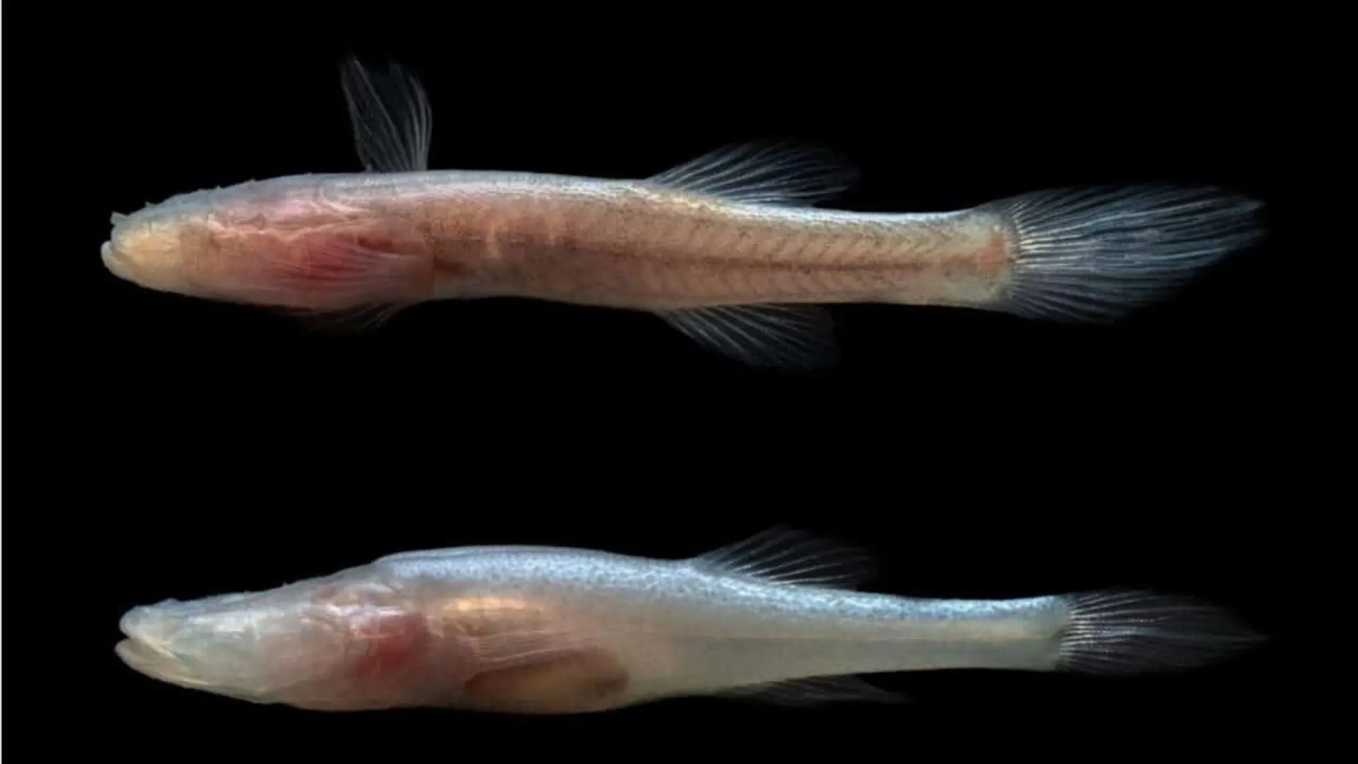 This Strange Demon Fish Hid Beneath An Army Base For Decades Scaled