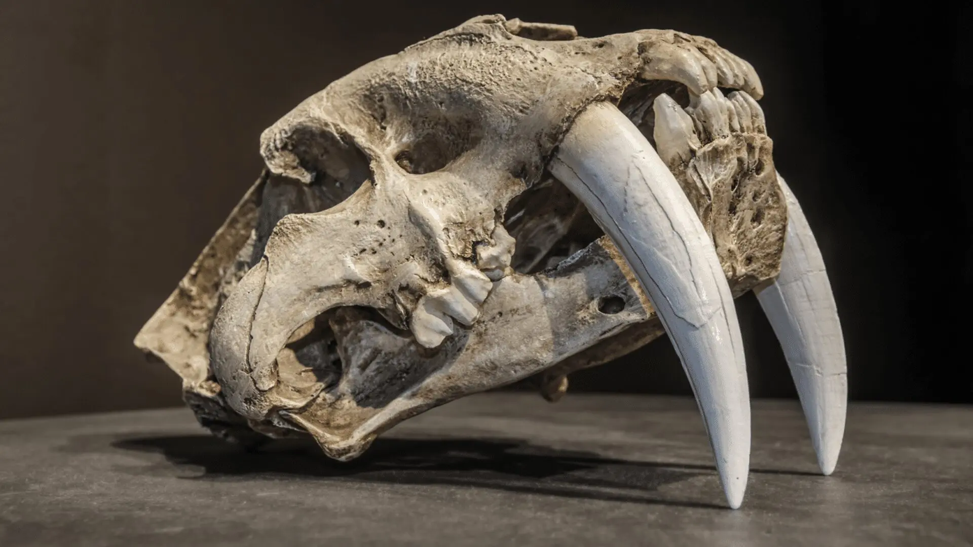 Hidden In A Museum For Half A Century This Ancient Predator Finally Reveals Its True Identity Scaled