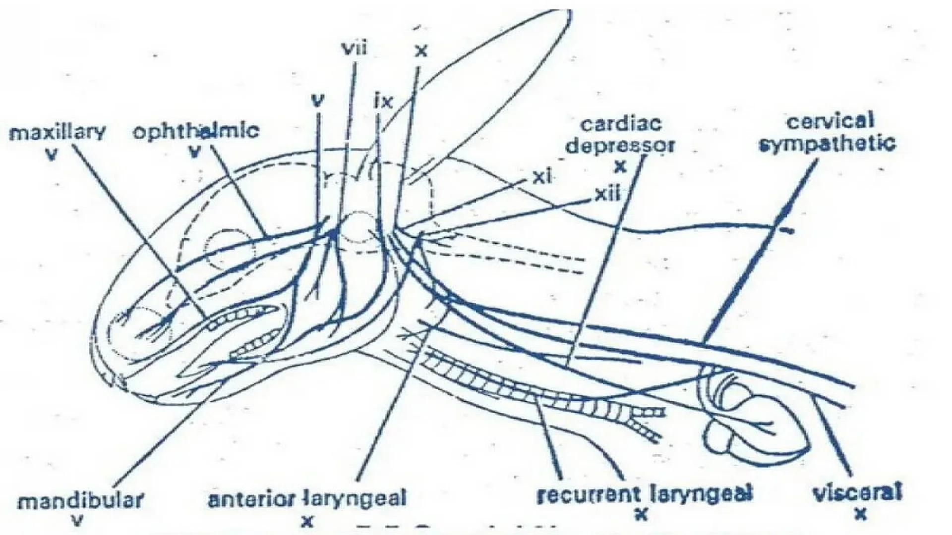 Cranial nerves in rabbit.