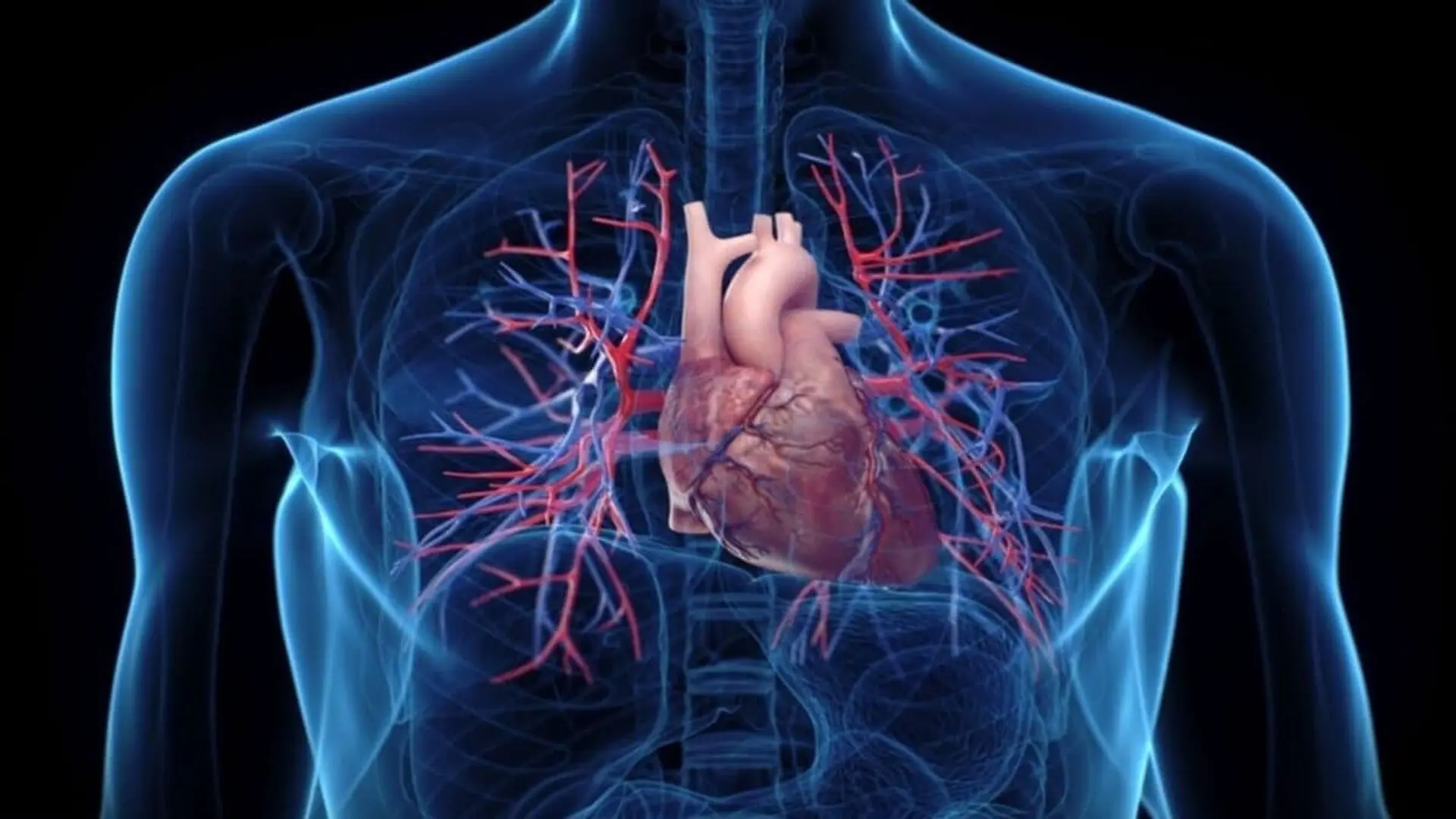 A 3d X Ray Rendering Shows A Mans Heart And Blood Vessels In An Anterior View Clearly Visible Against A Black Background Scaled